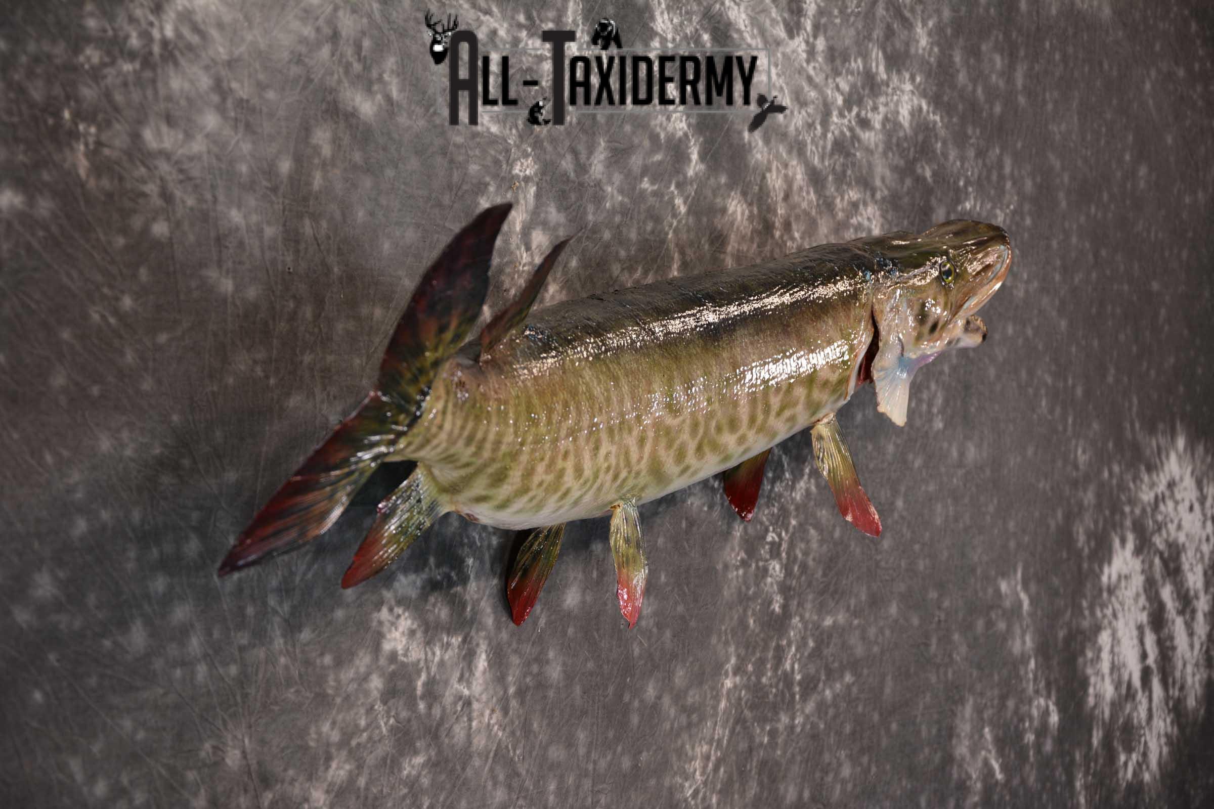 36" Musky Taxidermy Fish Mount SKU 1553 - Image 2