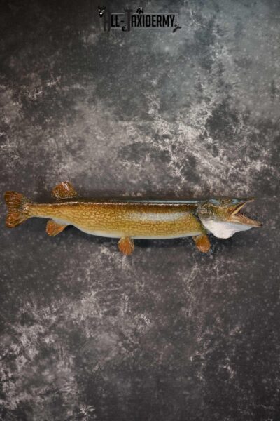 42" Northern Pike Taxidermy Fish Mount SKU 1554