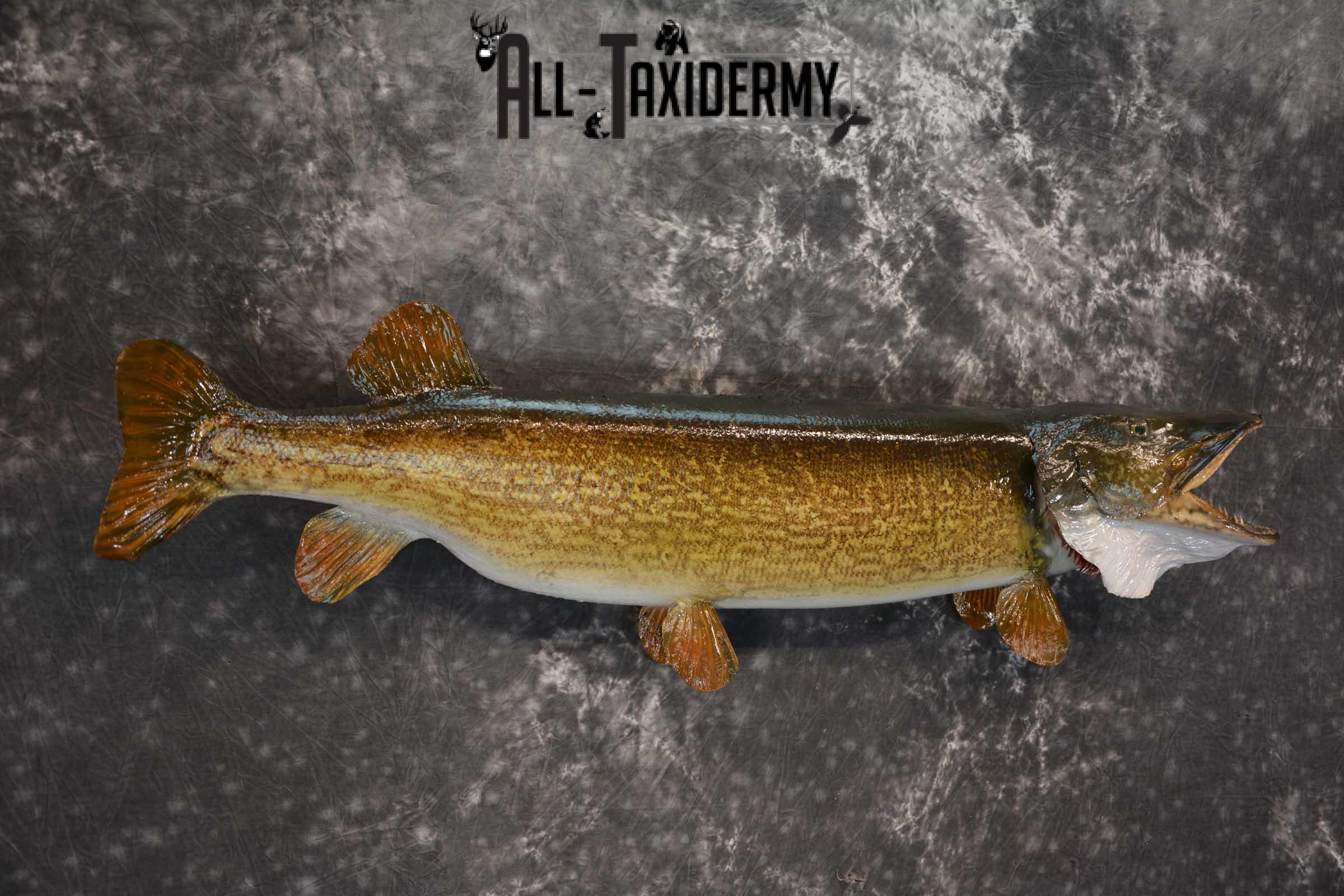 42" Northern Pike Taxidermy Fish Mount SKU 1554 - Image 3