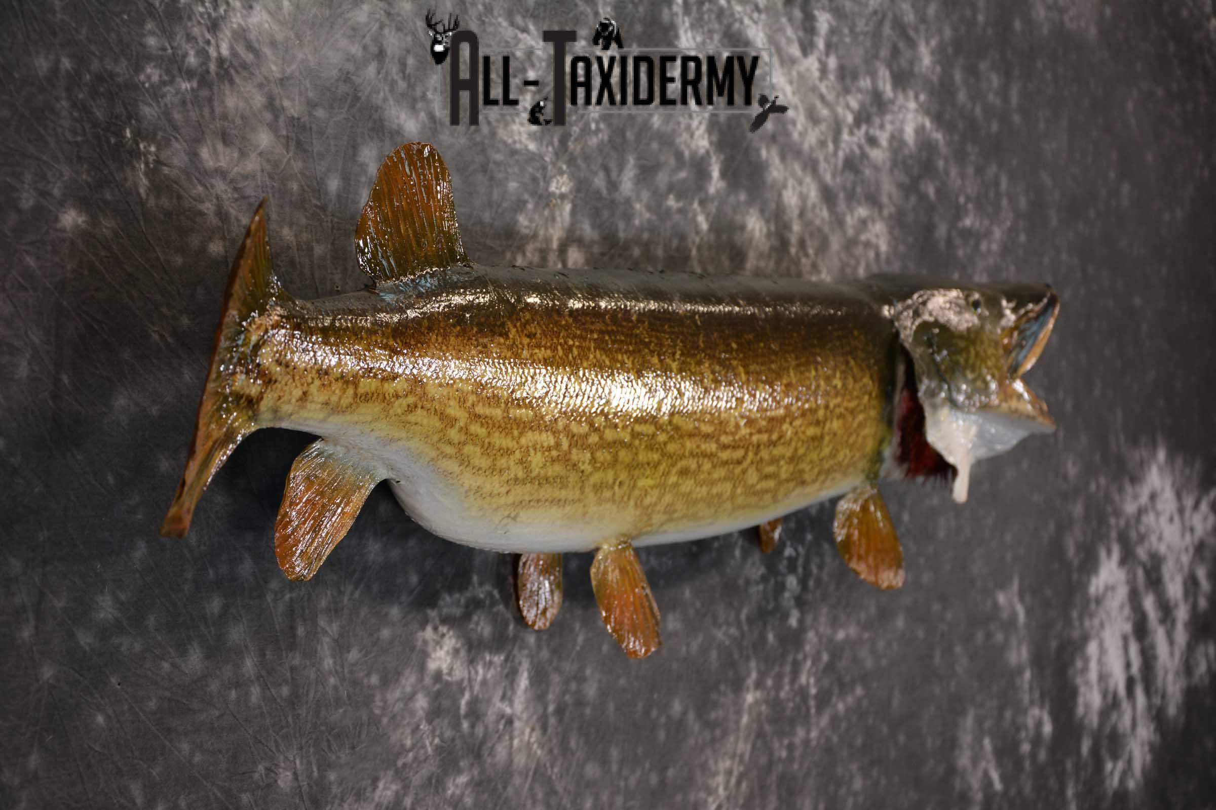 42" Northern Pike Taxidermy Fish Mount SKU 1554 - Image 2