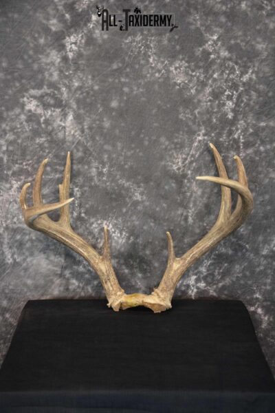Whitetail Antler Taxidermy Skull Plate SKU 1555.0