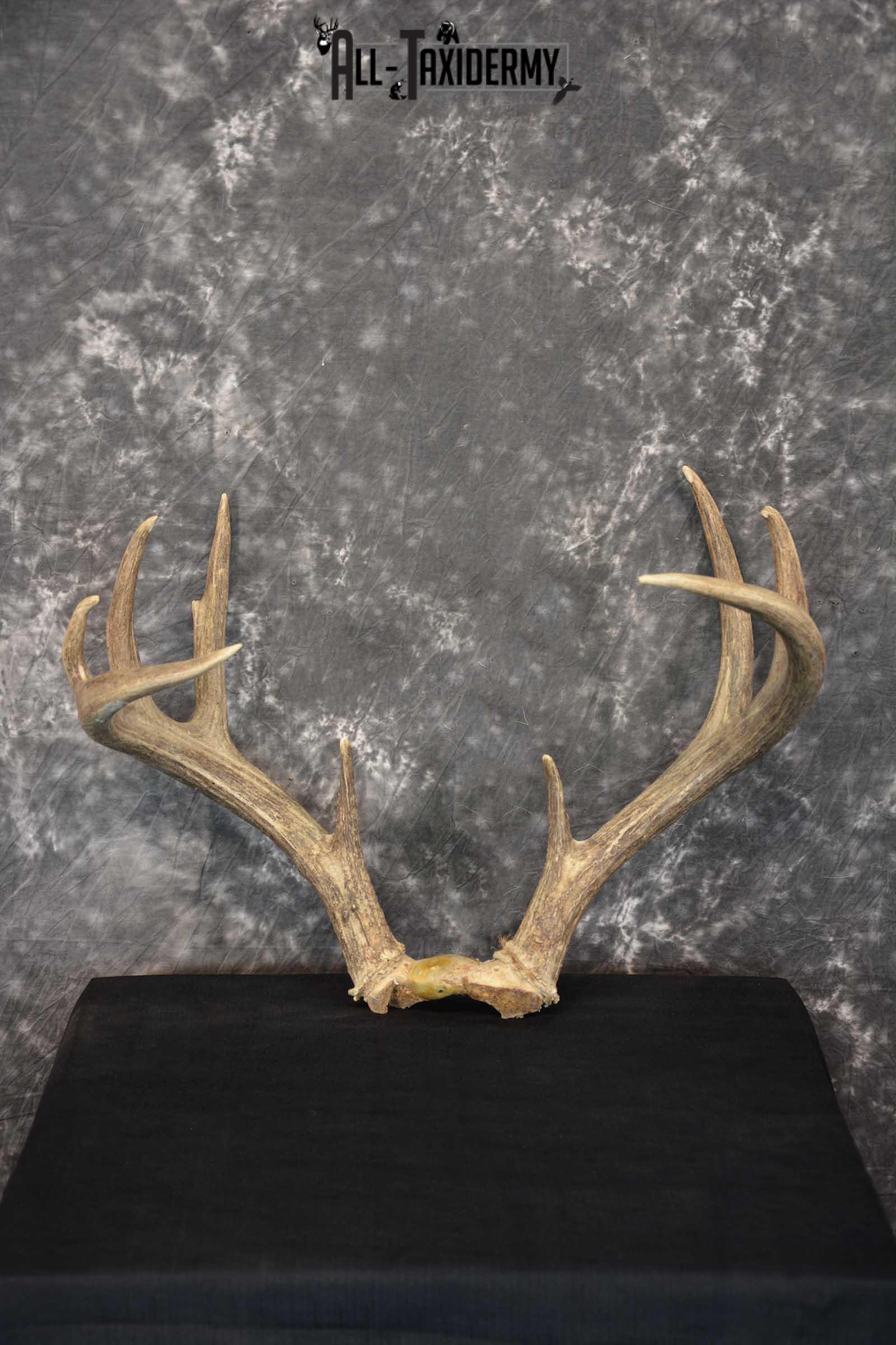 Whitetail Antler Taxidermy Skull Plate SKU 1555.0