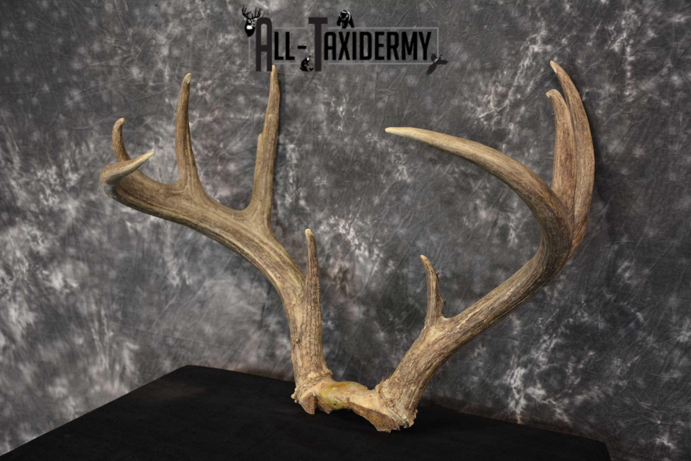Whitetail Antler Taxidermy Skull Plate SKU 1555.0 - Image 5