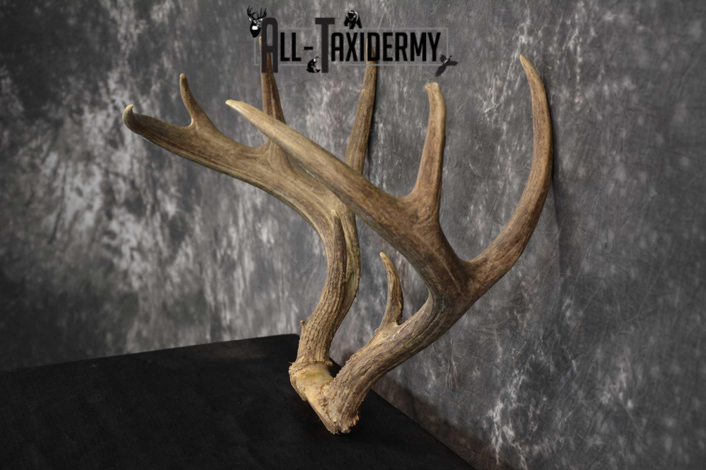 Whitetail Antler Taxidermy Skull Plate SKU 1555.0 - Image 4