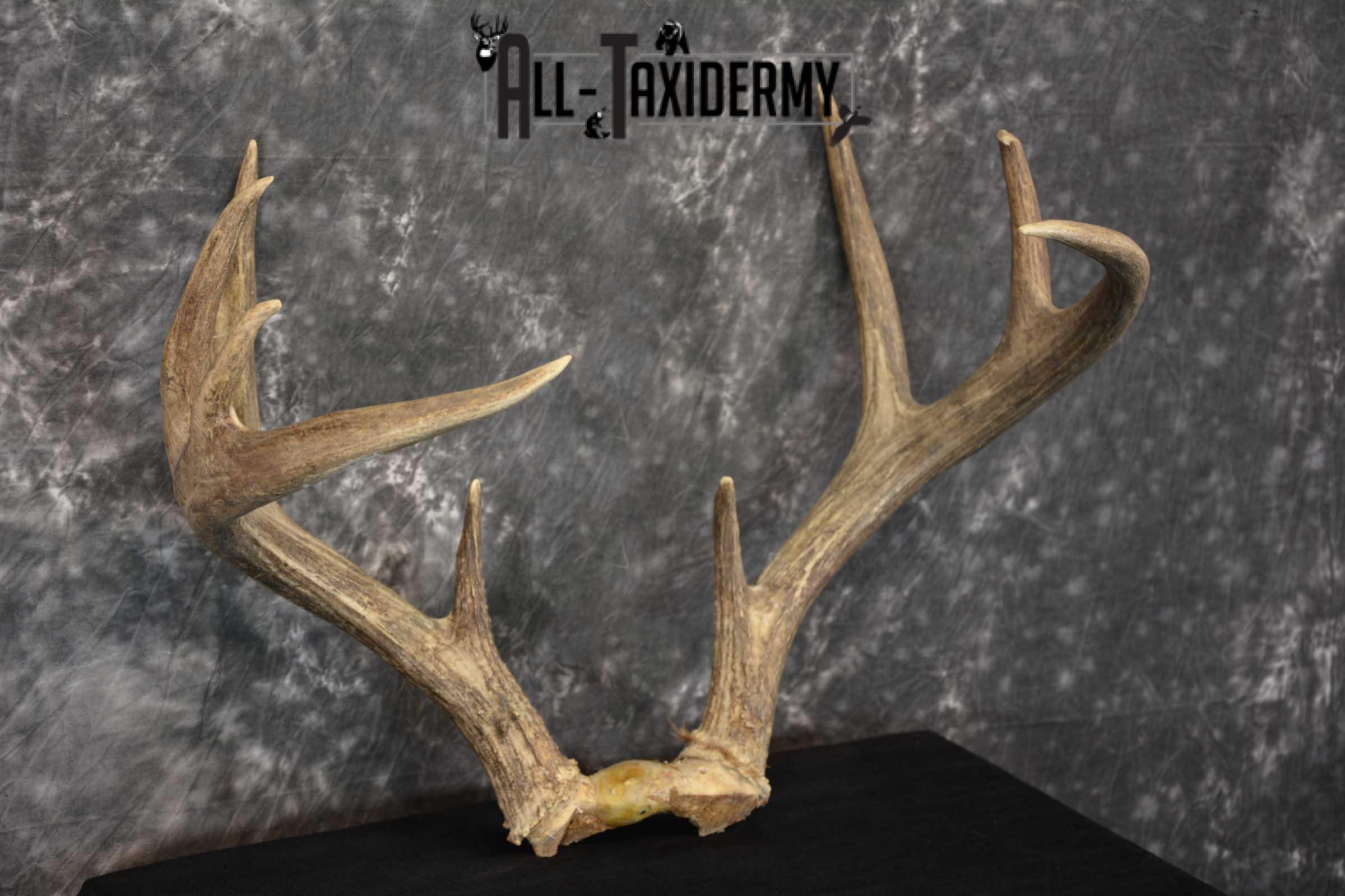 Whitetail Antler Taxidermy Skull Plate SKU 1555.0 - Image 3