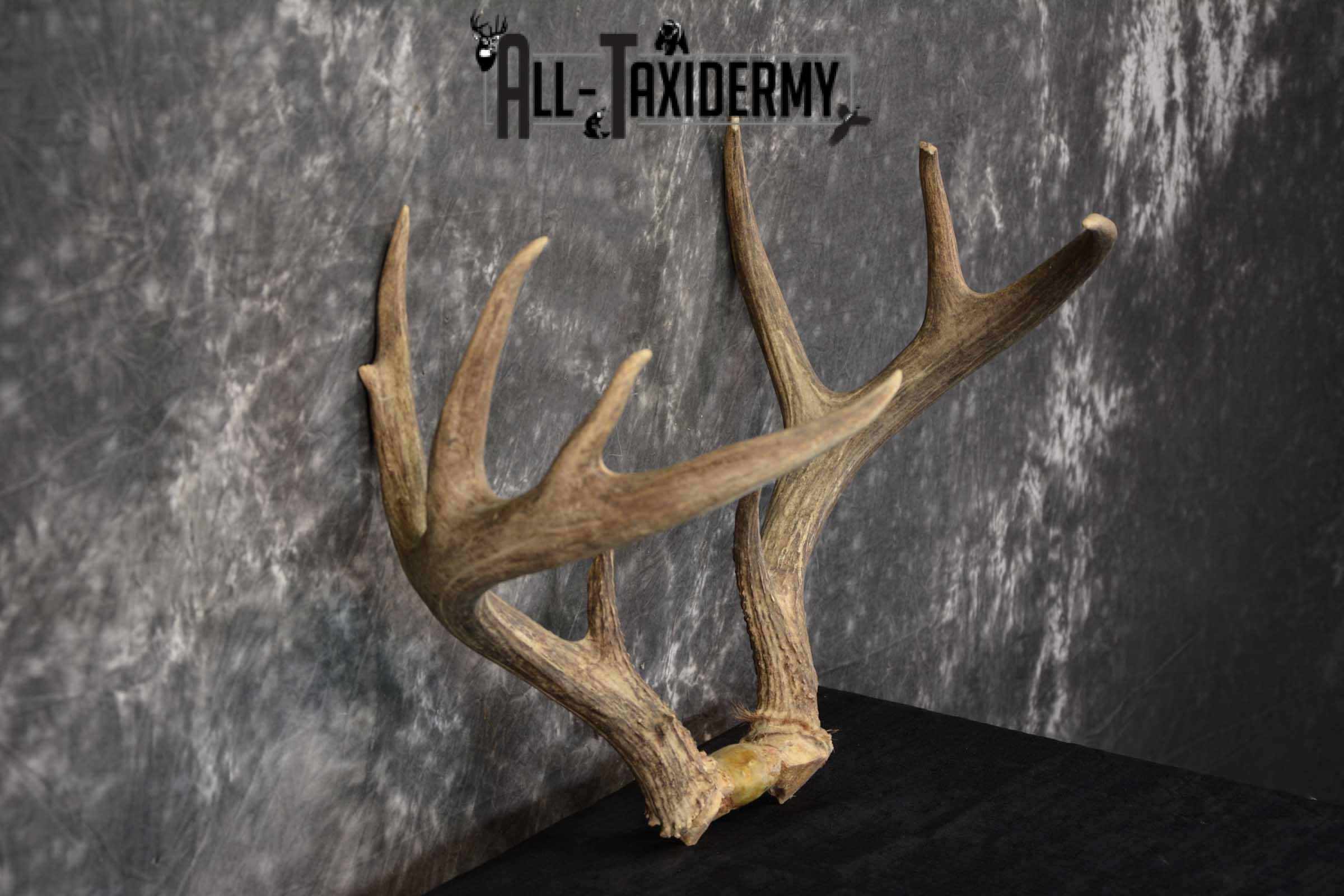 Whitetail Antler Taxidermy Skull Plate SKU 1555.0 - Image 2