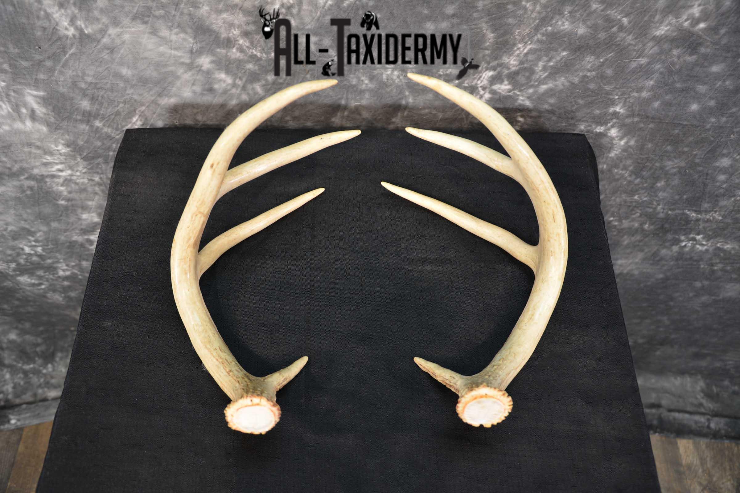 Whitetail Antler Taxidermy Cut offs SKU 1555.1 - Image 7