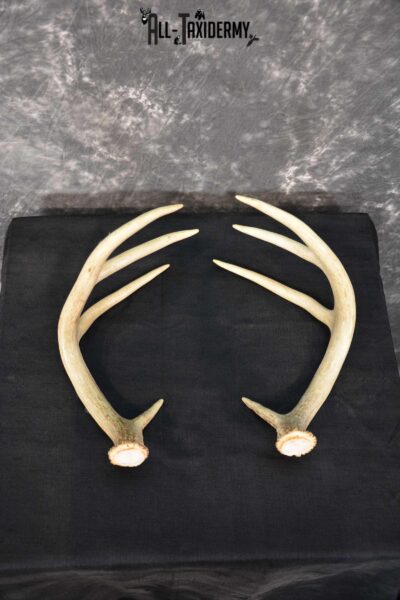 Whitetail Antler Taxidermy Cut offs SKU 1555.1