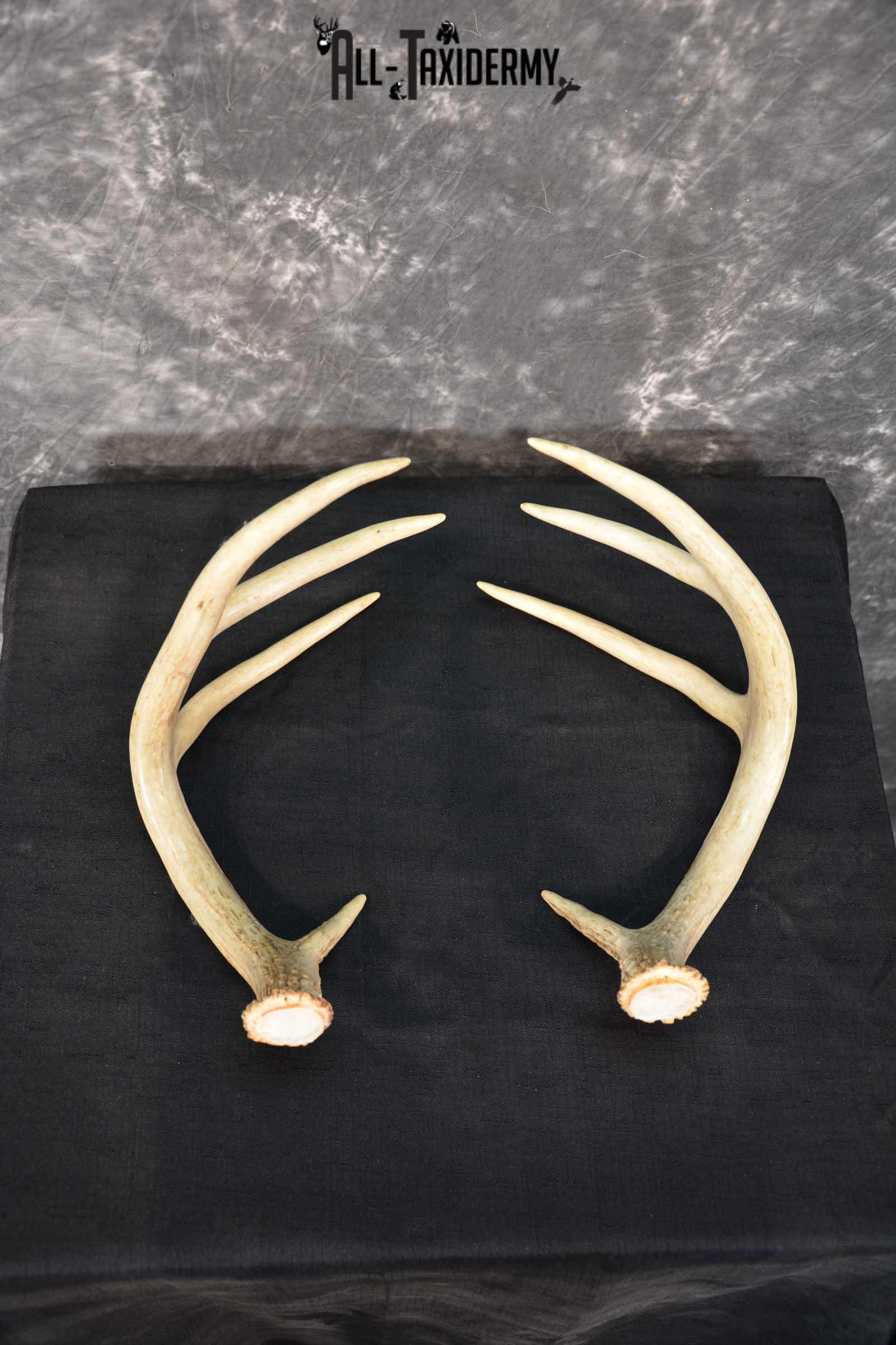 Whitetail Antler Taxidermy Cut offs SKU 1555.1