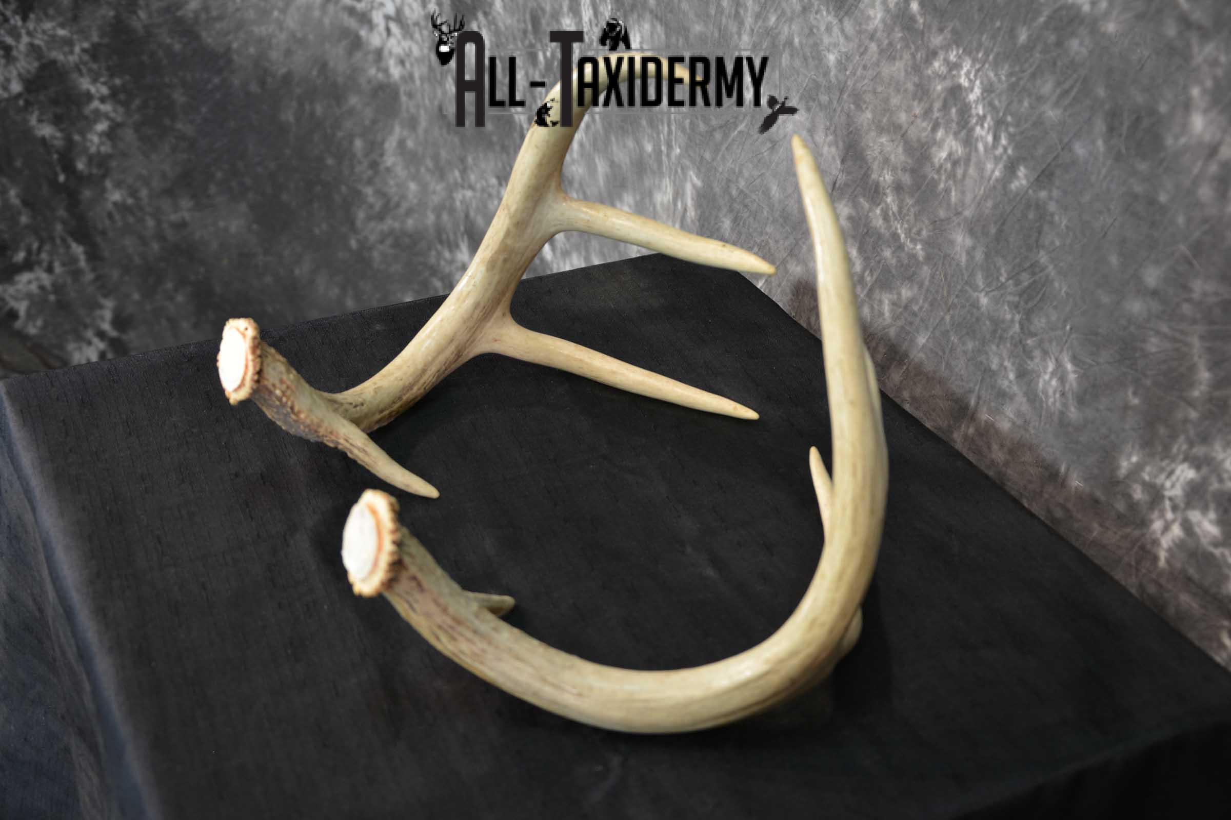 Whitetail Antler Taxidermy Cut offs SKU 1555.1 - Image 5