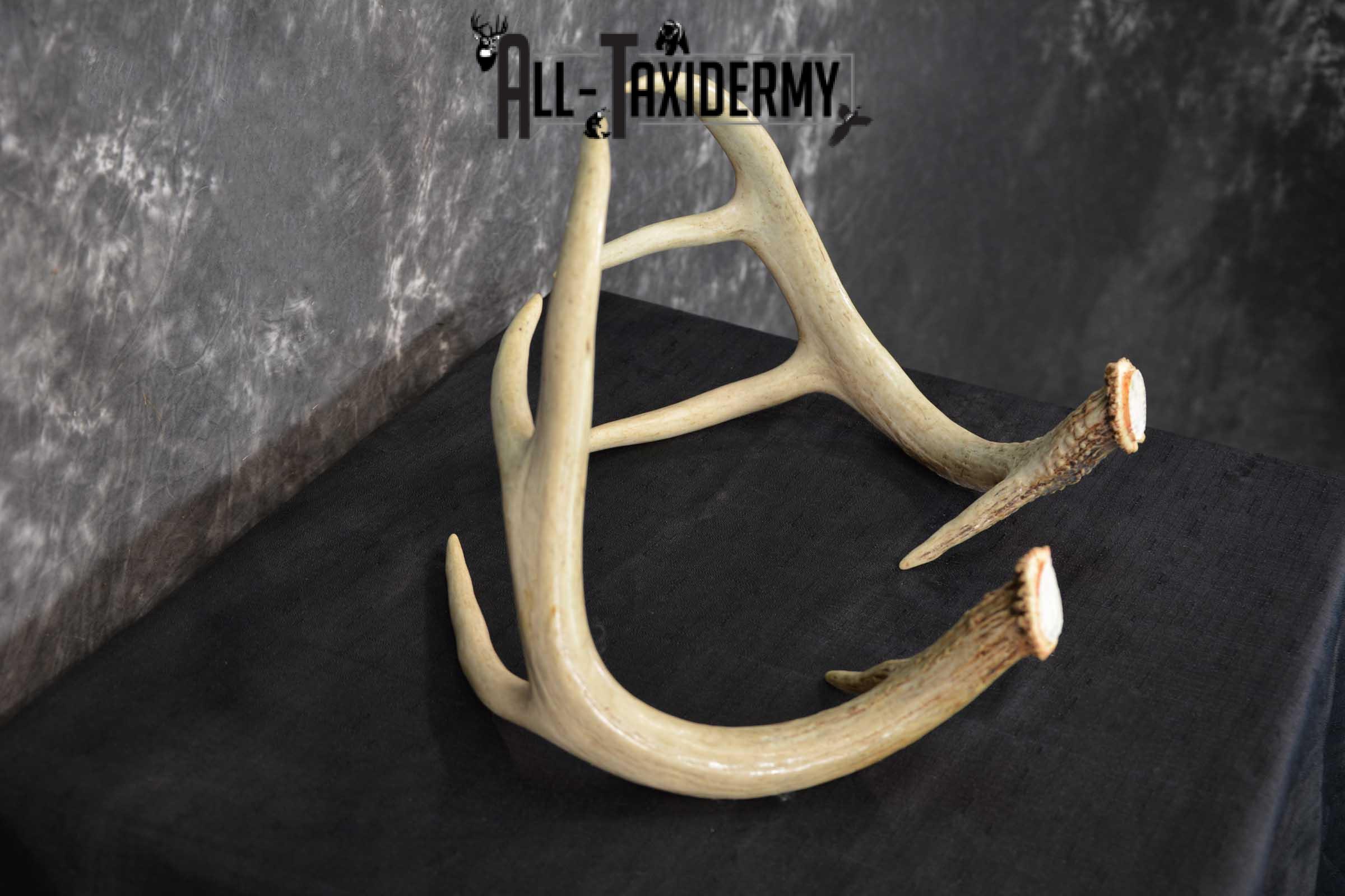 Whitetail Antler Taxidermy Cut offs SKU 1555.1 - Image 4