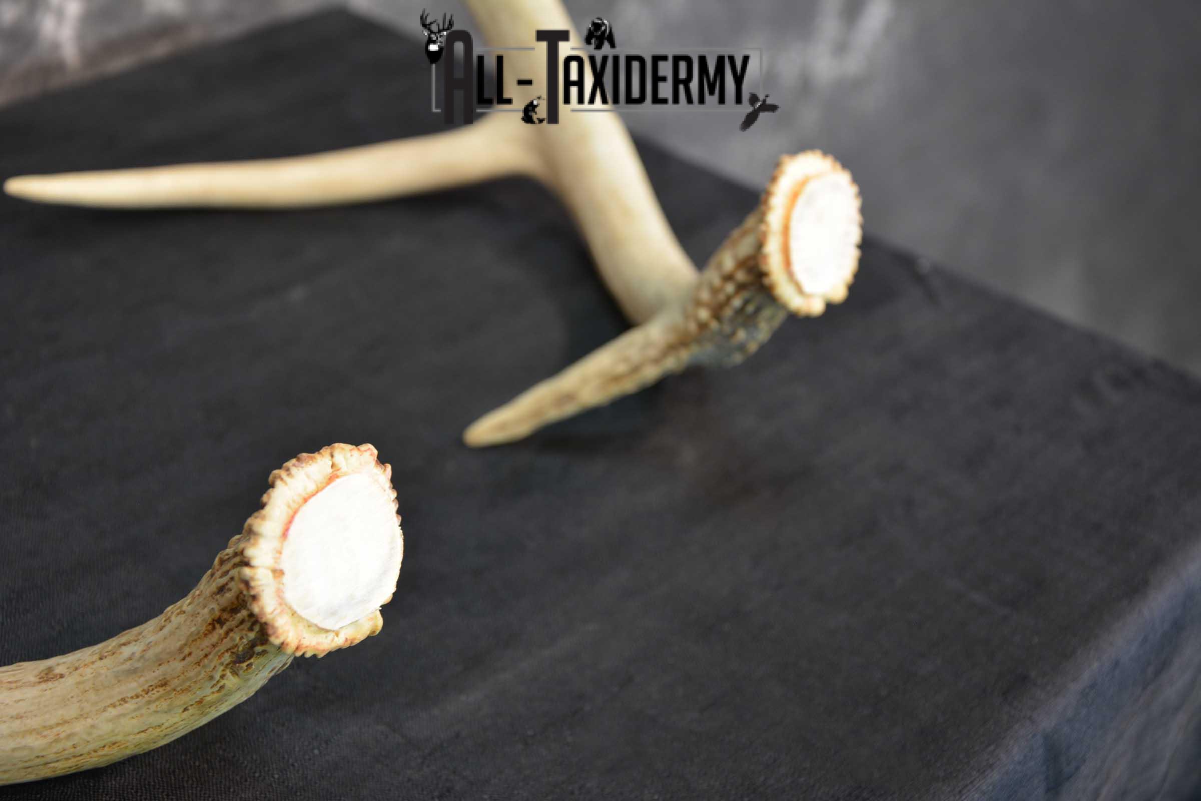 Whitetail Antler Taxidermy Cut offs SKU 1555.1 - Image 3