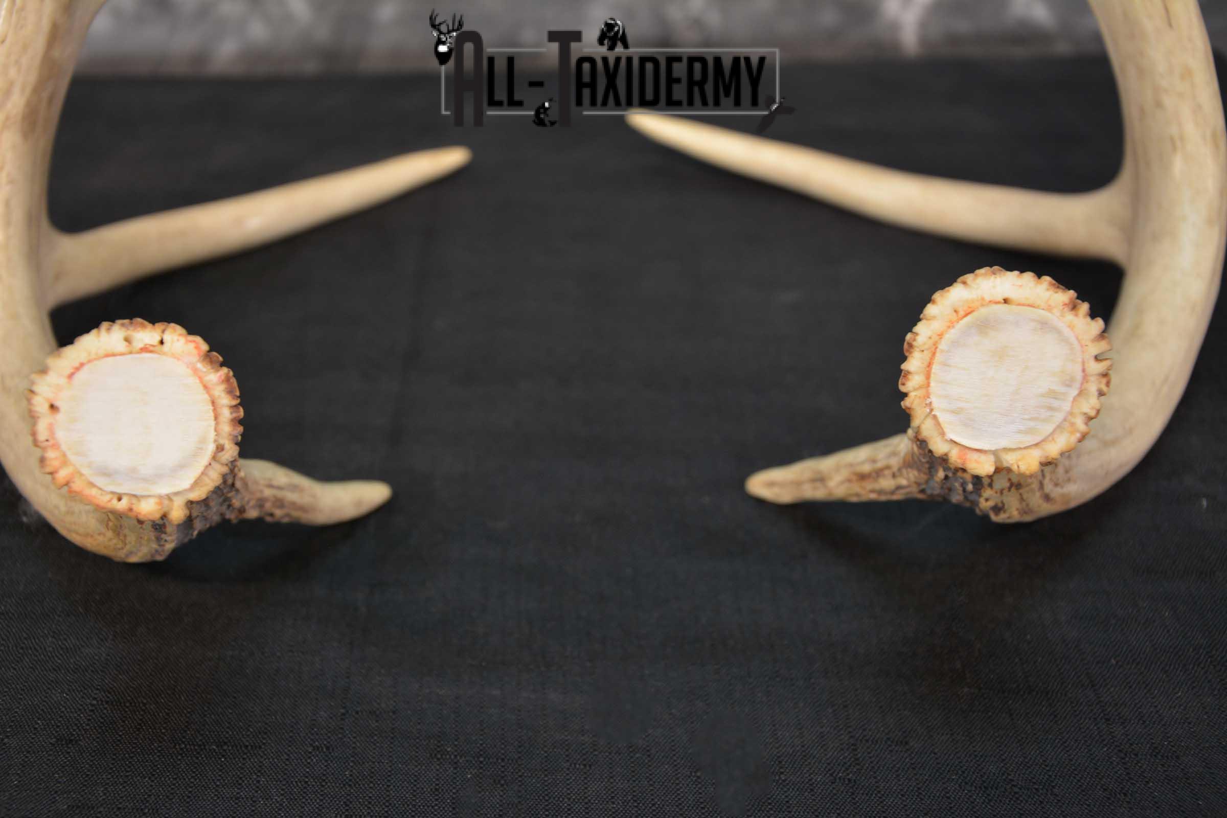 Whitetail Antler Taxidermy Cut offs SKU 1555.1 - Image 2