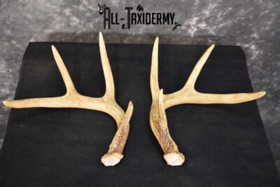 Whitetail Deer Antler Taxidermy Cut offs SKU 1555.2
