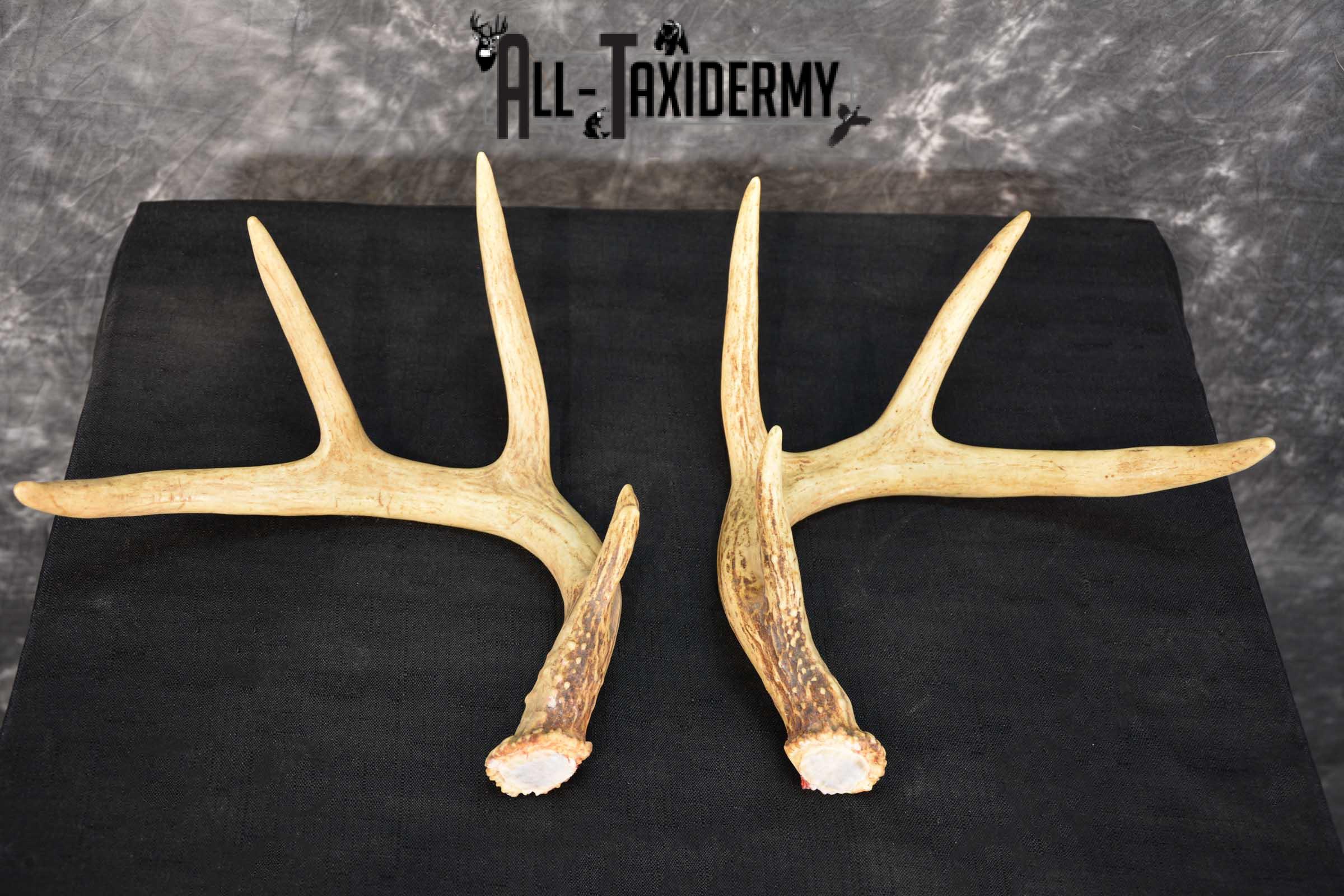 Whitetail Deer Antler Taxidermy Cut offs SKU 1555.2