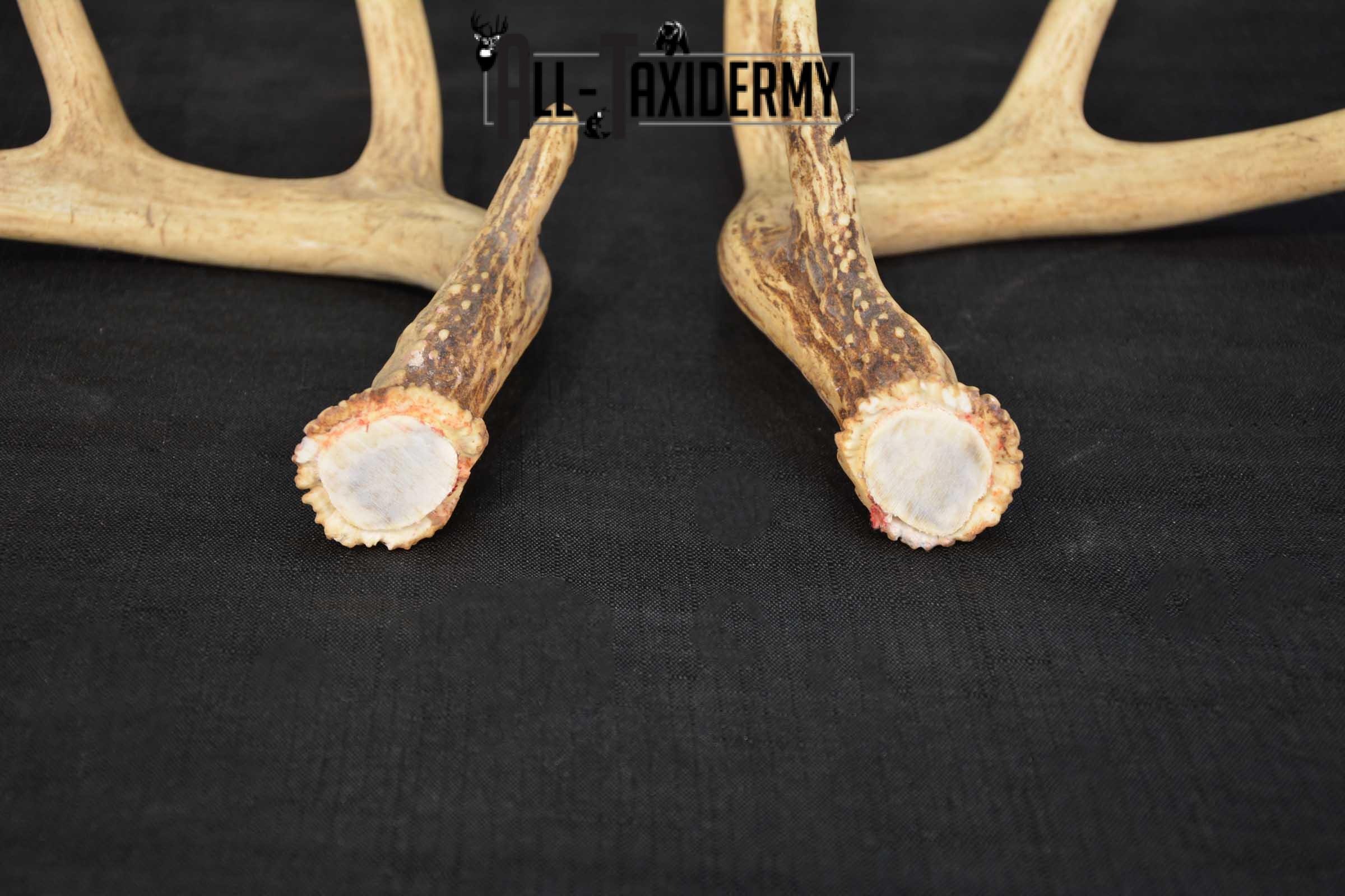 Whitetail Deer Antler Taxidermy Cut offs SKU 1555.2 - Image 4