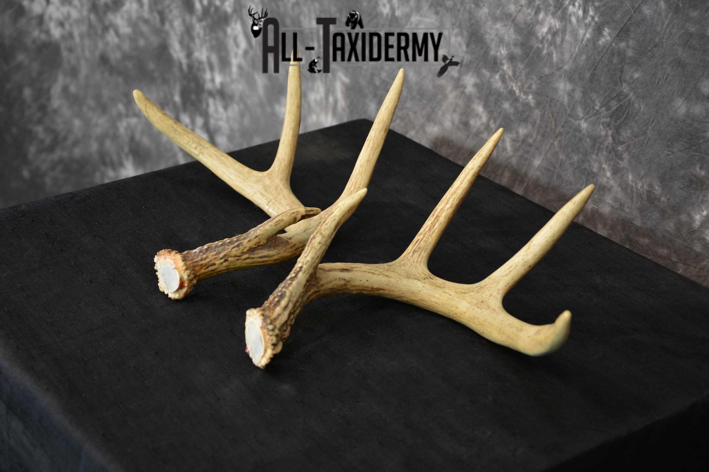 Whitetail Deer Antler Taxidermy Cut offs SKU 1555.2 - Image 3