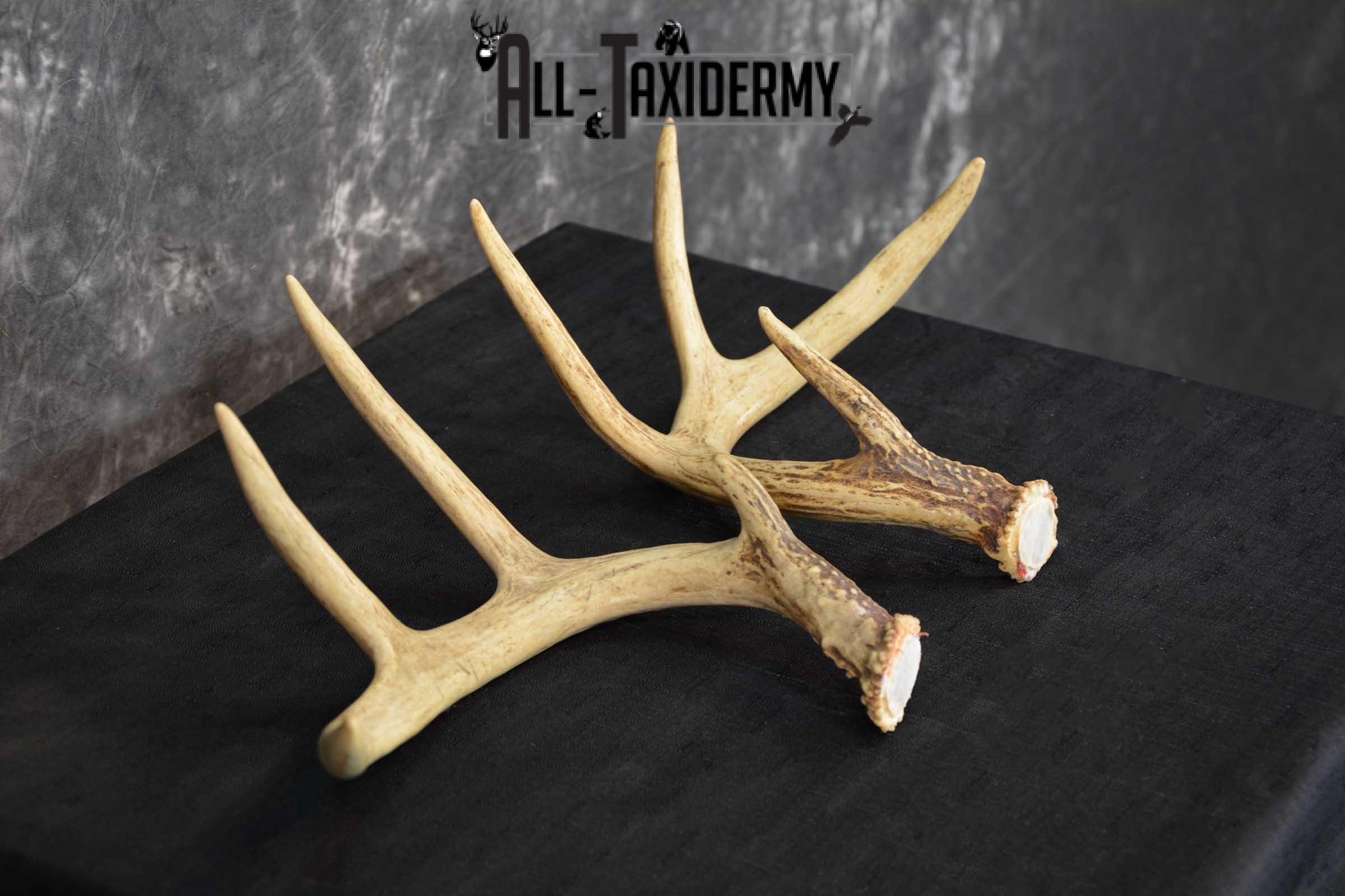 Whitetail Deer Antler Taxidermy Cut offs SKU 1555.2 - Image 2