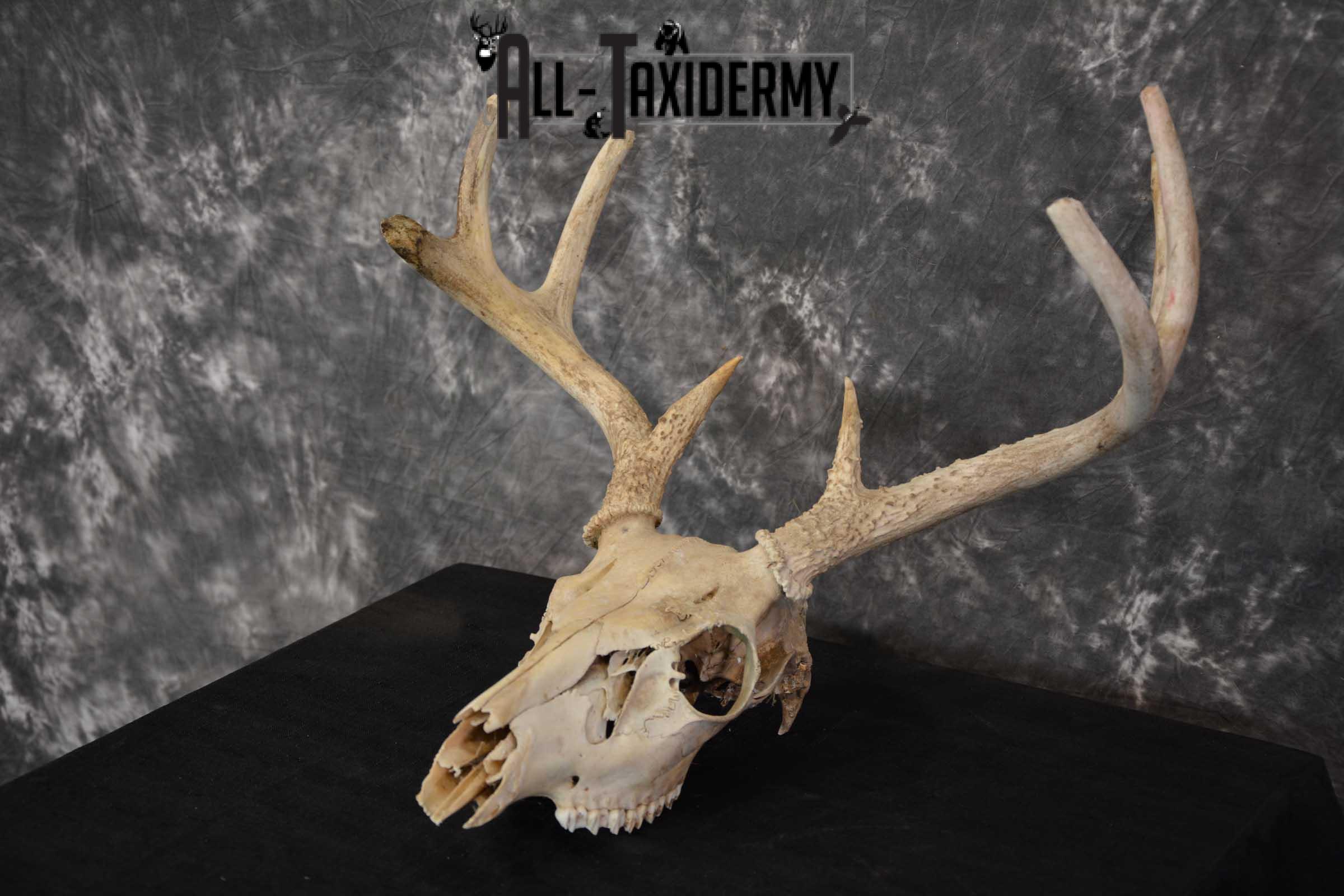 Whitetail Taxidermy Skull SKU 1555.5 - Image 5