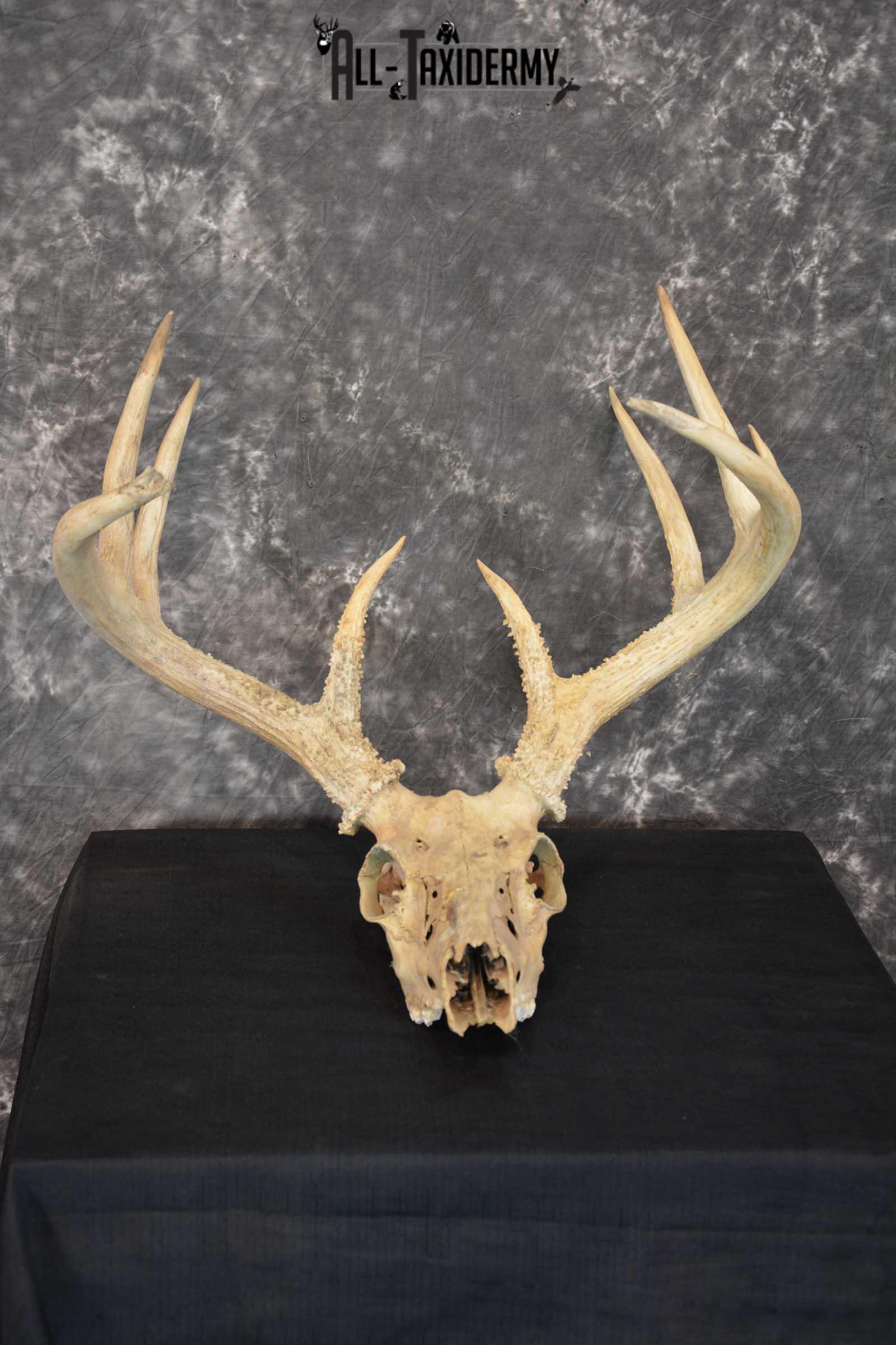 Whitetail Taxidermy Skull SKU 1555.4