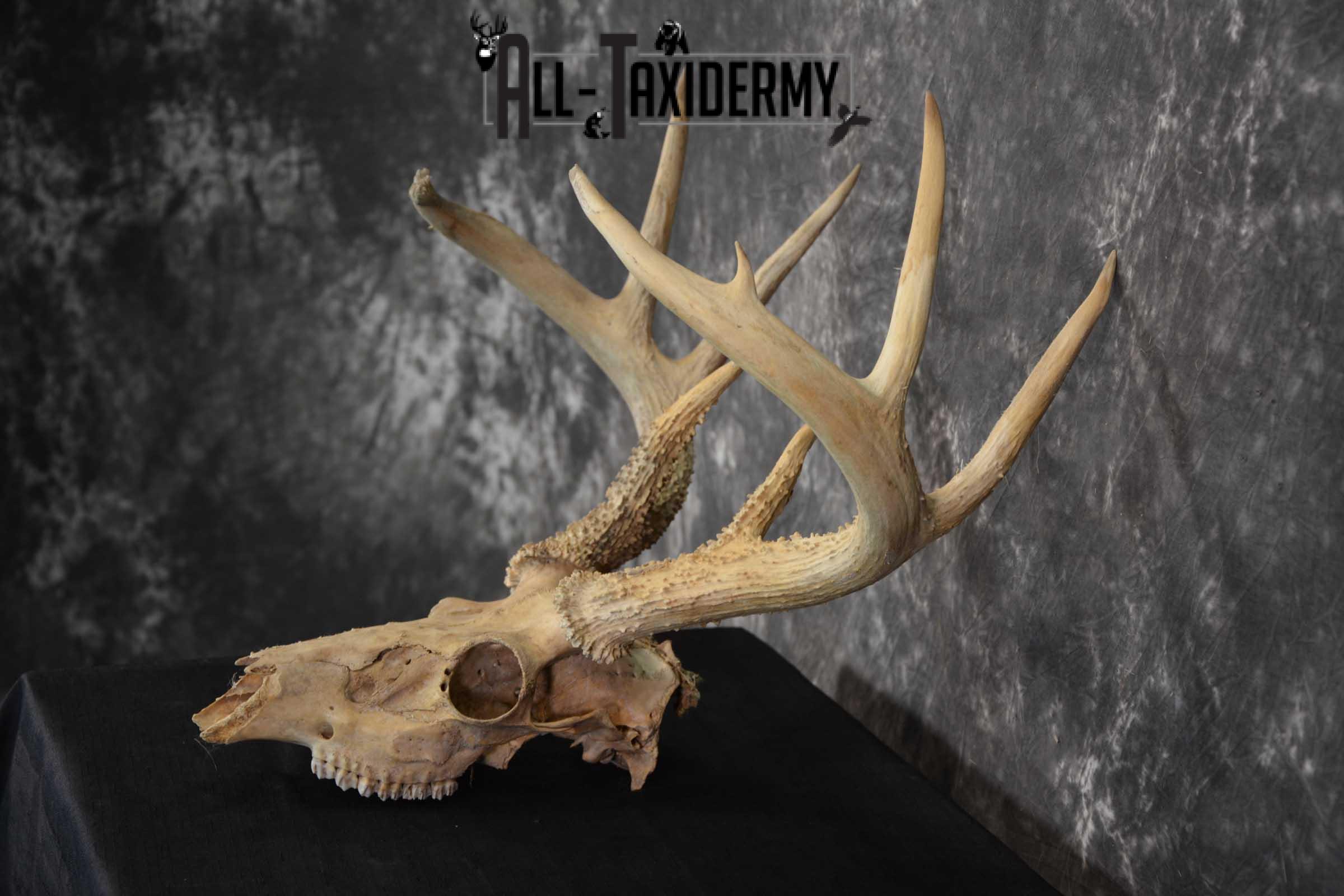 Whitetail Taxidermy Skull SKU 1555.4 - Image 4