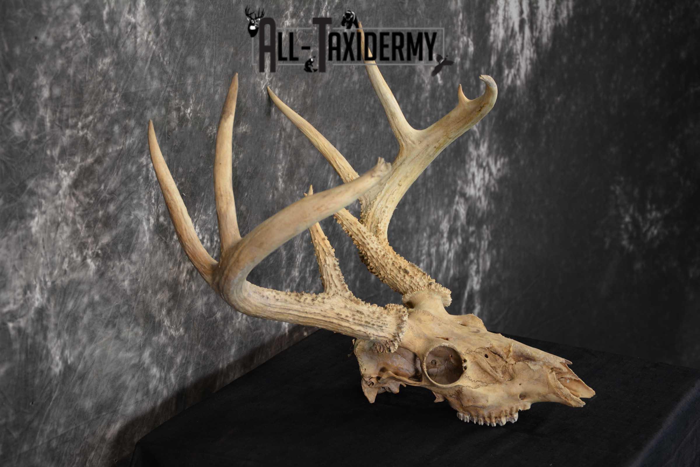 Whitetail Taxidermy Skull SKU 1555.4 - Image 2