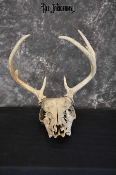 Whitetail Taxidermy Skull SKU 1555.3