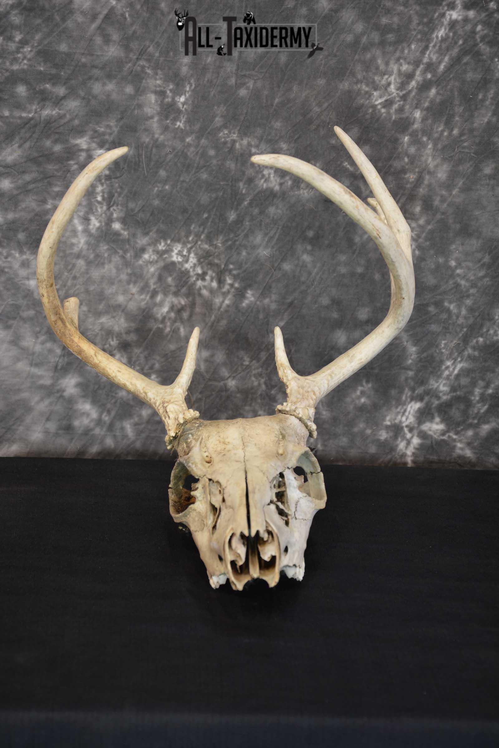 Whitetail Taxidermy Skull SKU 1555.3