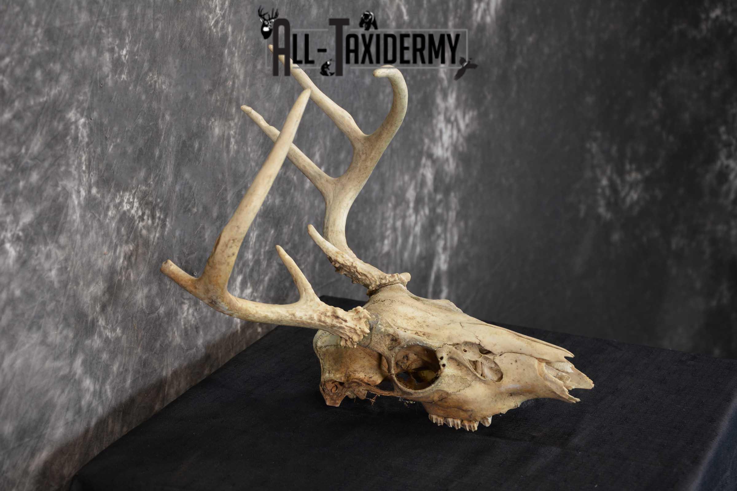Whitetail Taxidermy Skull SKU 1555.3 - Image 2