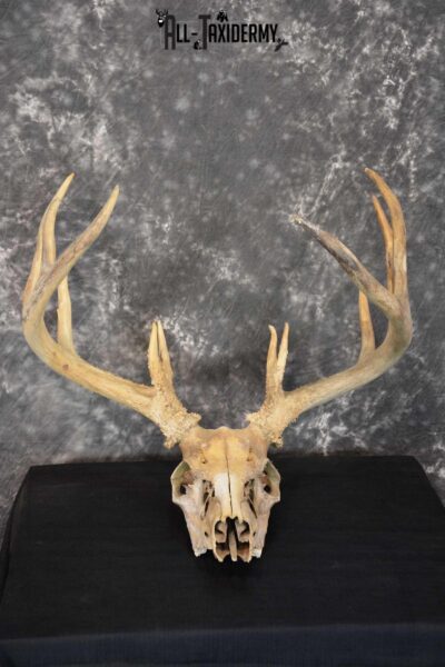Whitetail Taxidermy Skull SKU 1555.6