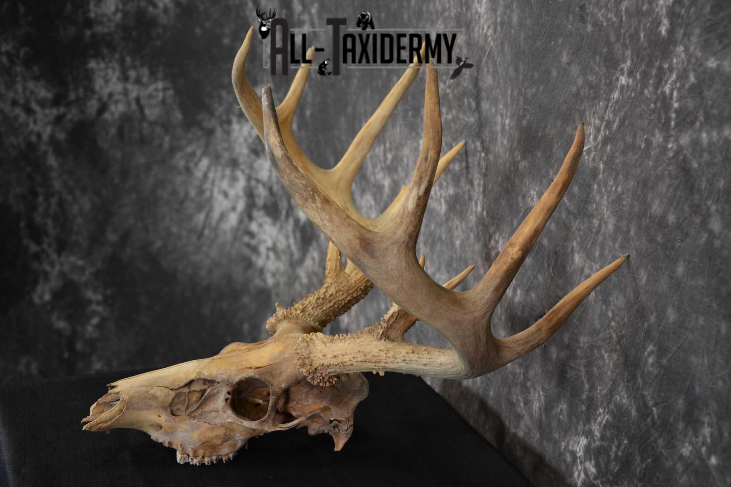 Whitetail Taxidermy Skull SKU 1555.6 - Image 3