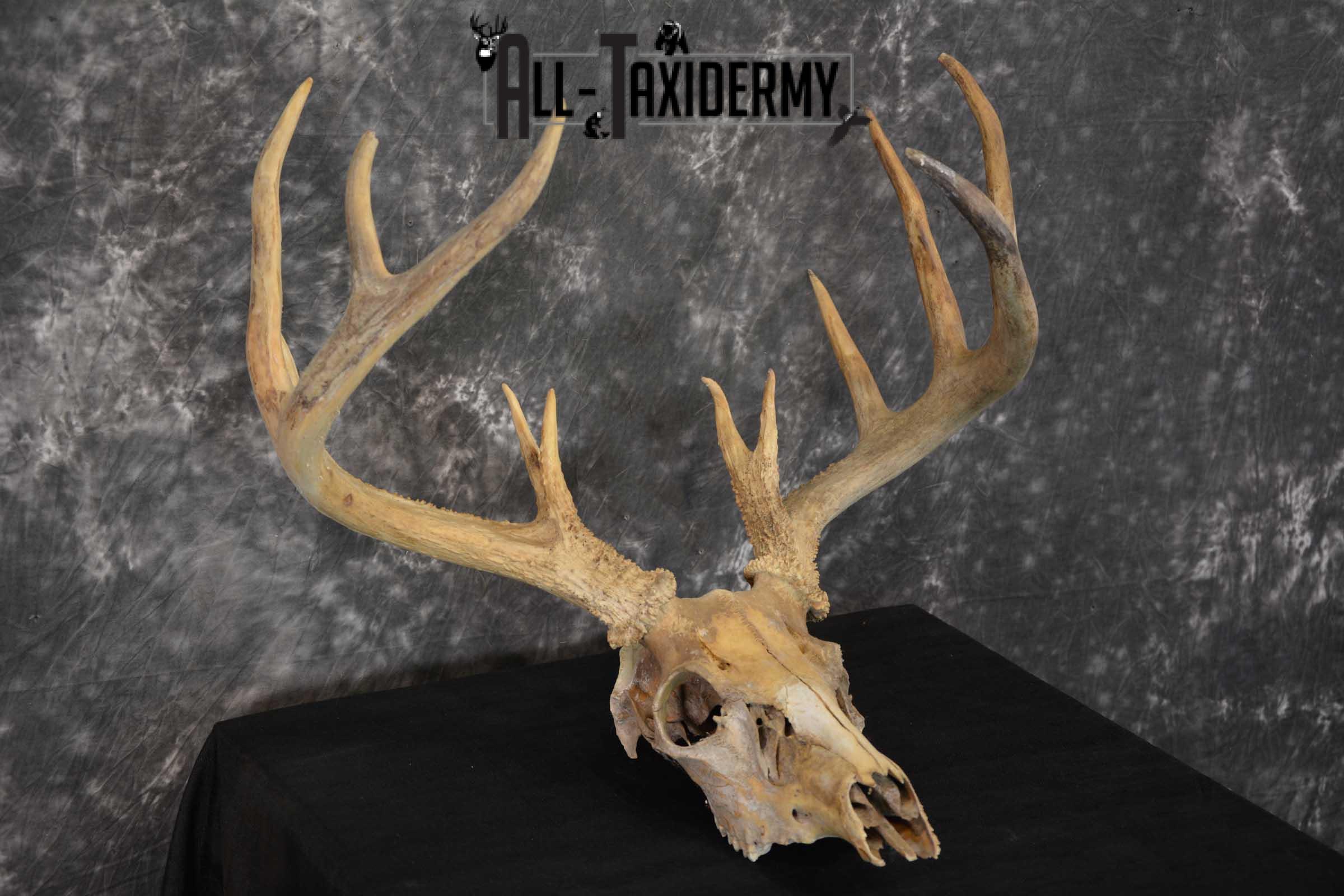 Whitetail Taxidermy Skull SKU 1555.6 - Image 2