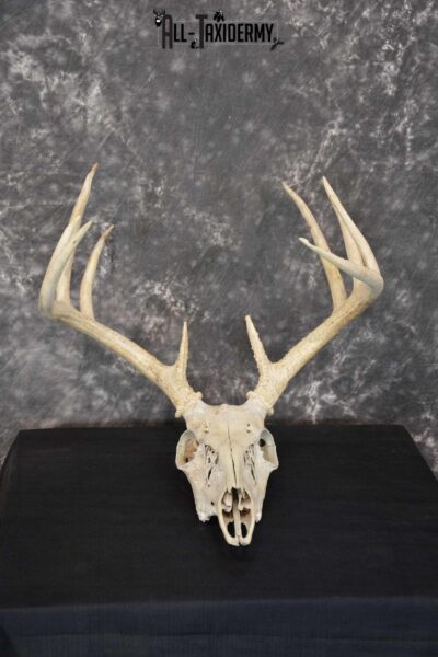 Whitetail Taxidermy Skull SKU 1555.7