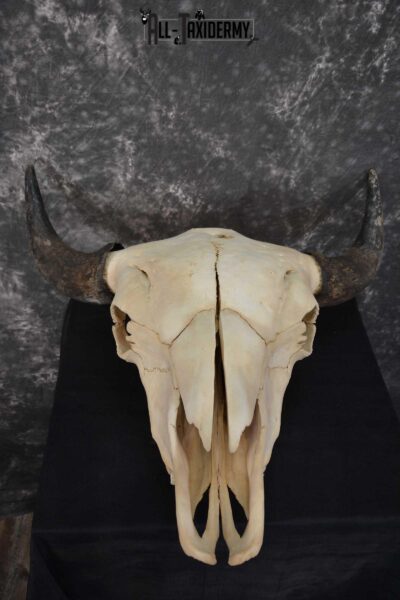 American Bison Skull Taxidermy SKU 1534