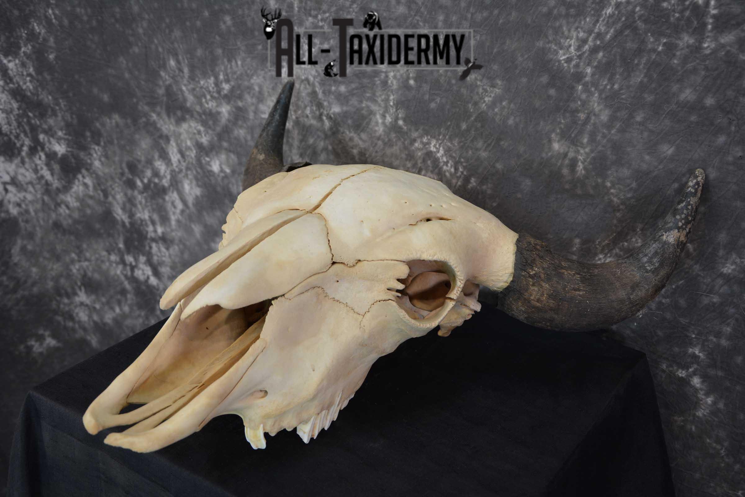 American Bison Skull Taxidermy SKU 1534 - Image 5
