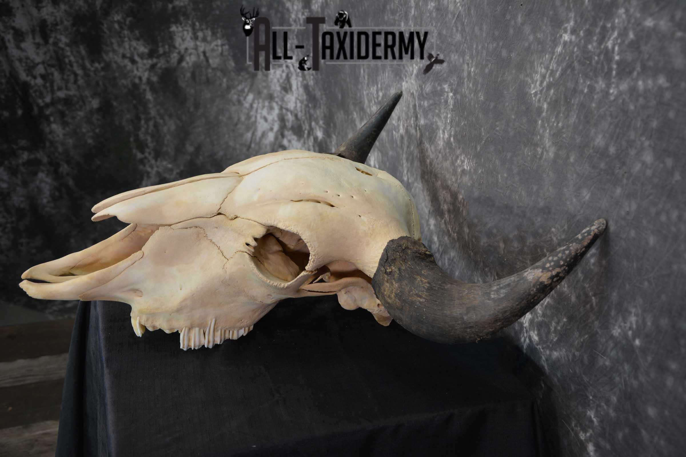 American Bison Skull Taxidermy SKU 1534 - Image 4