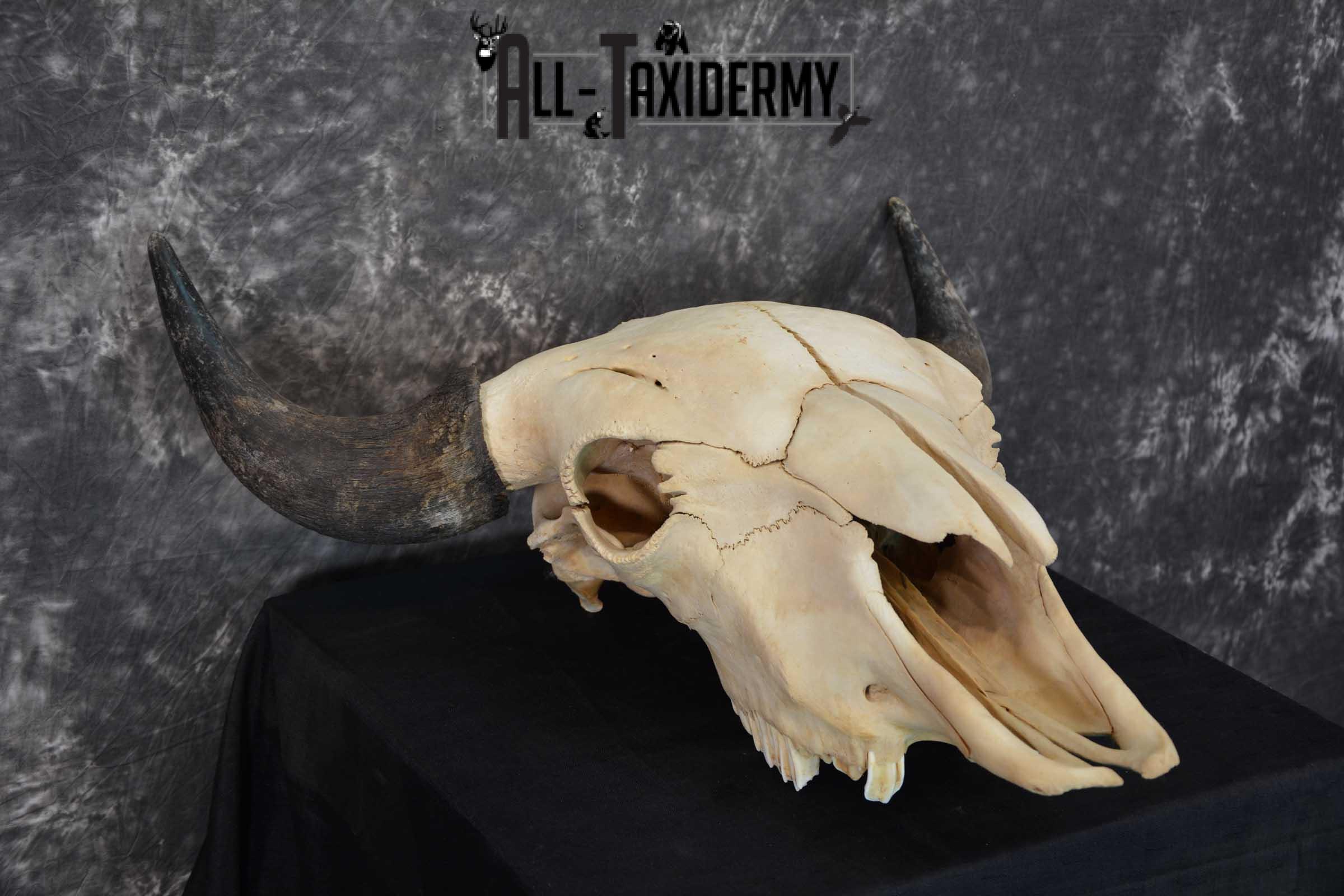 American Bison Skull Taxidermy SKU 1534 - Image 3