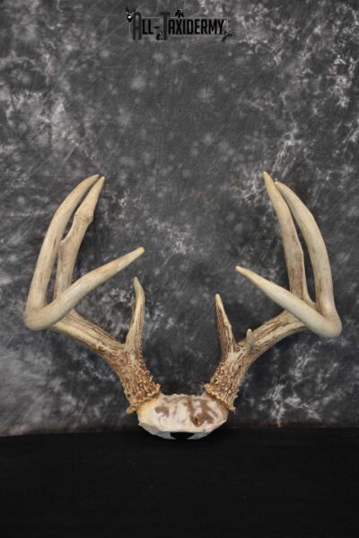 Whitetail Deer Antler Skull Cap Taxidermy SKU 1535