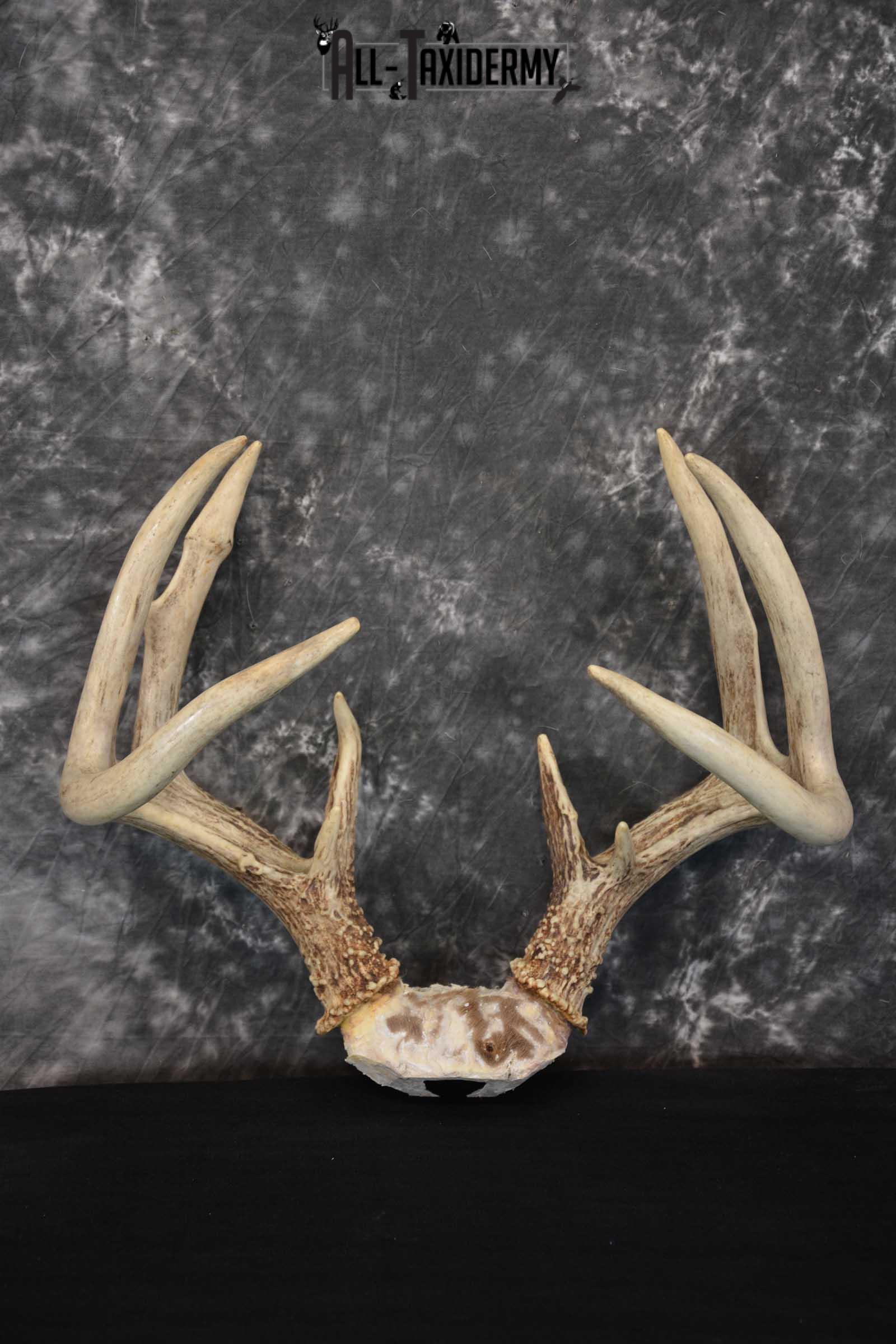 Whitetail Deer Antler Skull Cap Taxidermy SKU 1535