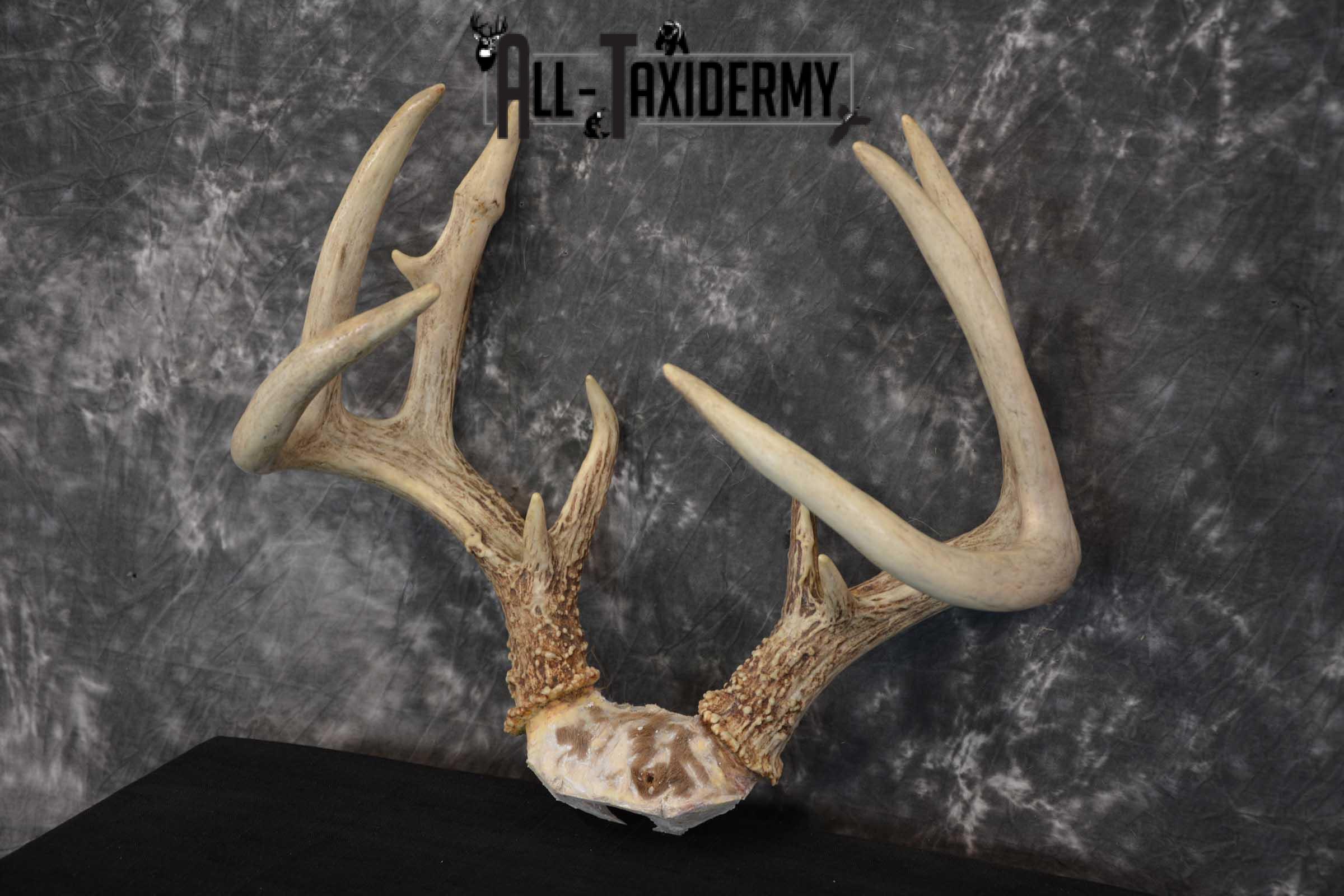 Whitetail Deer Antler Skull Cap Taxidermy SKU 1535 - Image 5