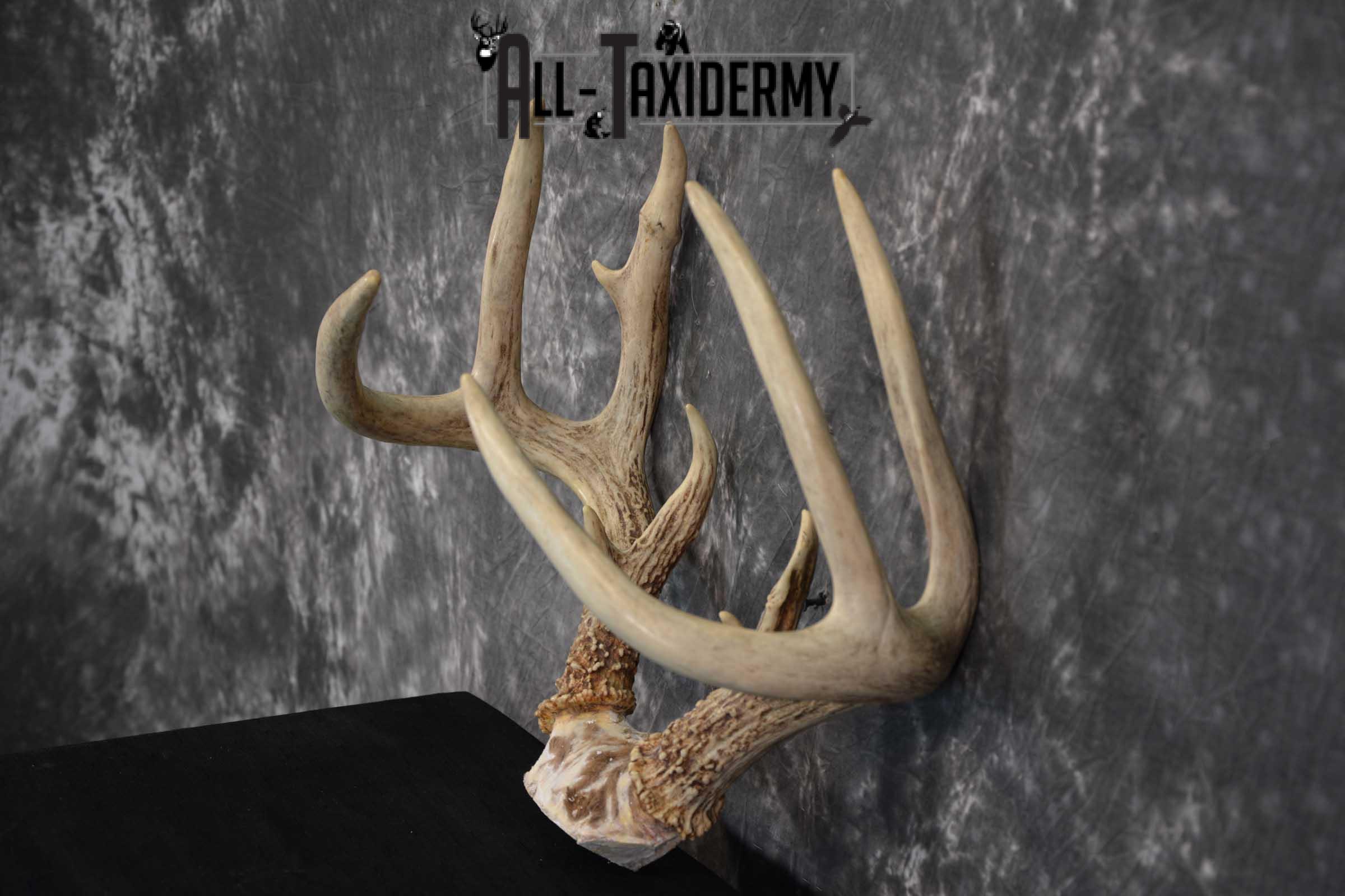 Whitetail Deer Antler Skull Cap Taxidermy SKU 1535 - Image 4