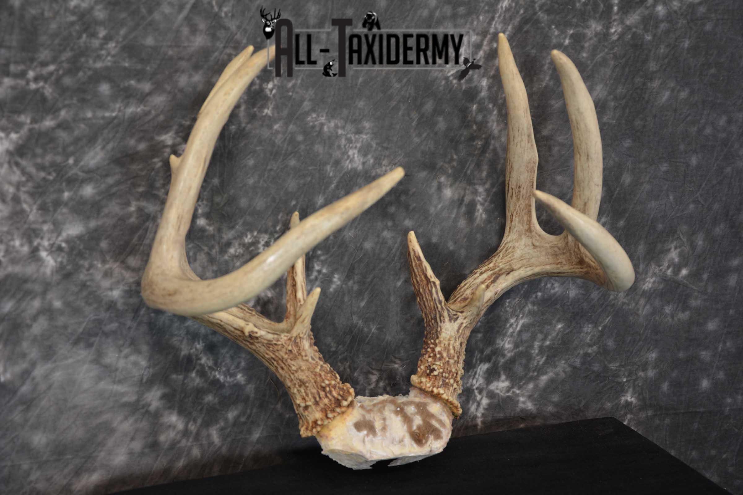 Whitetail Deer Antler Skull Cap Taxidermy SKU 1535 - Image 3