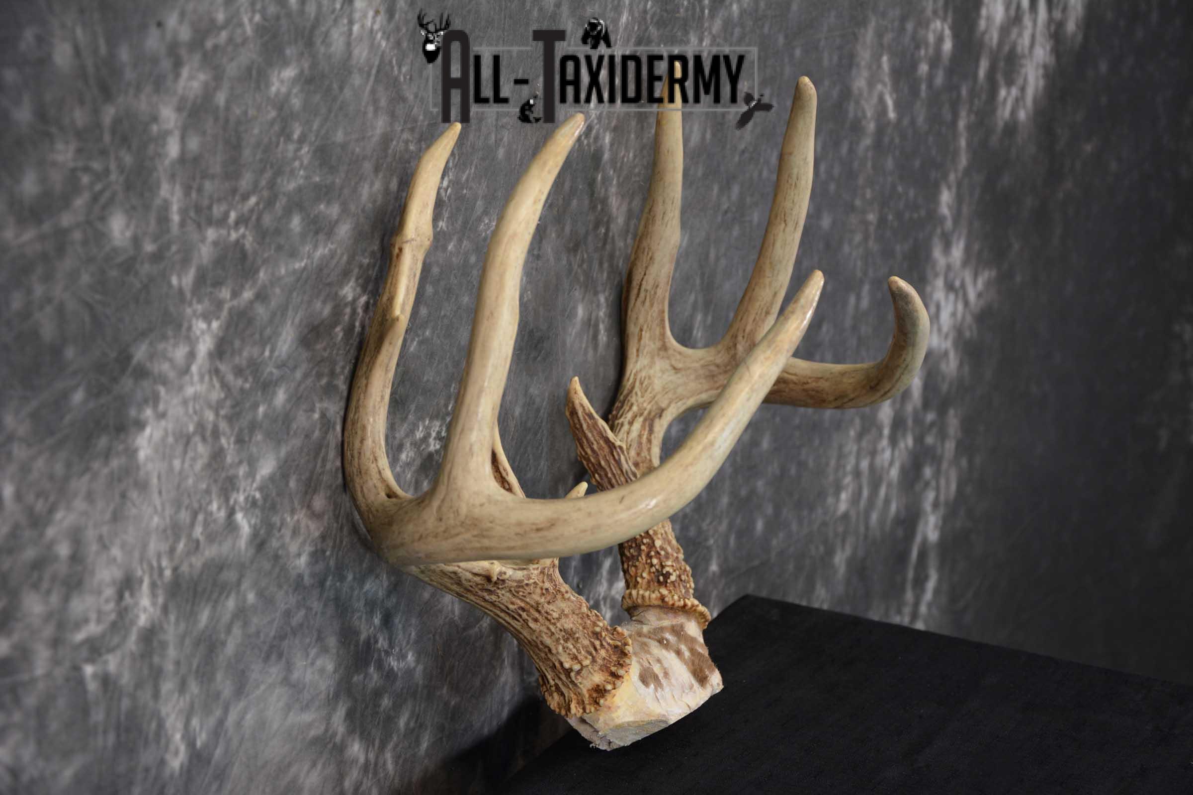 Whitetail Deer Antler Skull Cap Taxidermy SKU 1535 - Image 2