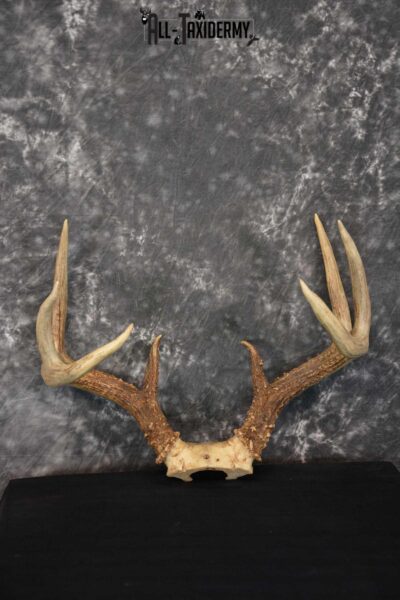 Whitetail Deer Antler Skull Cap Taxidermy SKU 1535.1