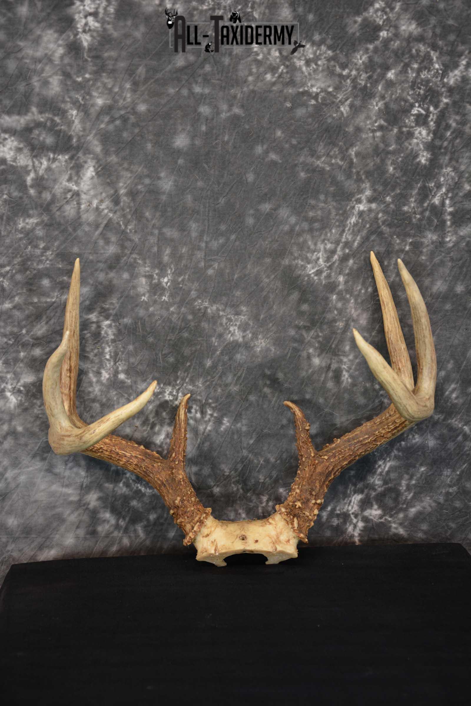 Whitetail Deer Antler Skull Cap Taxidermy SKU 1535.1