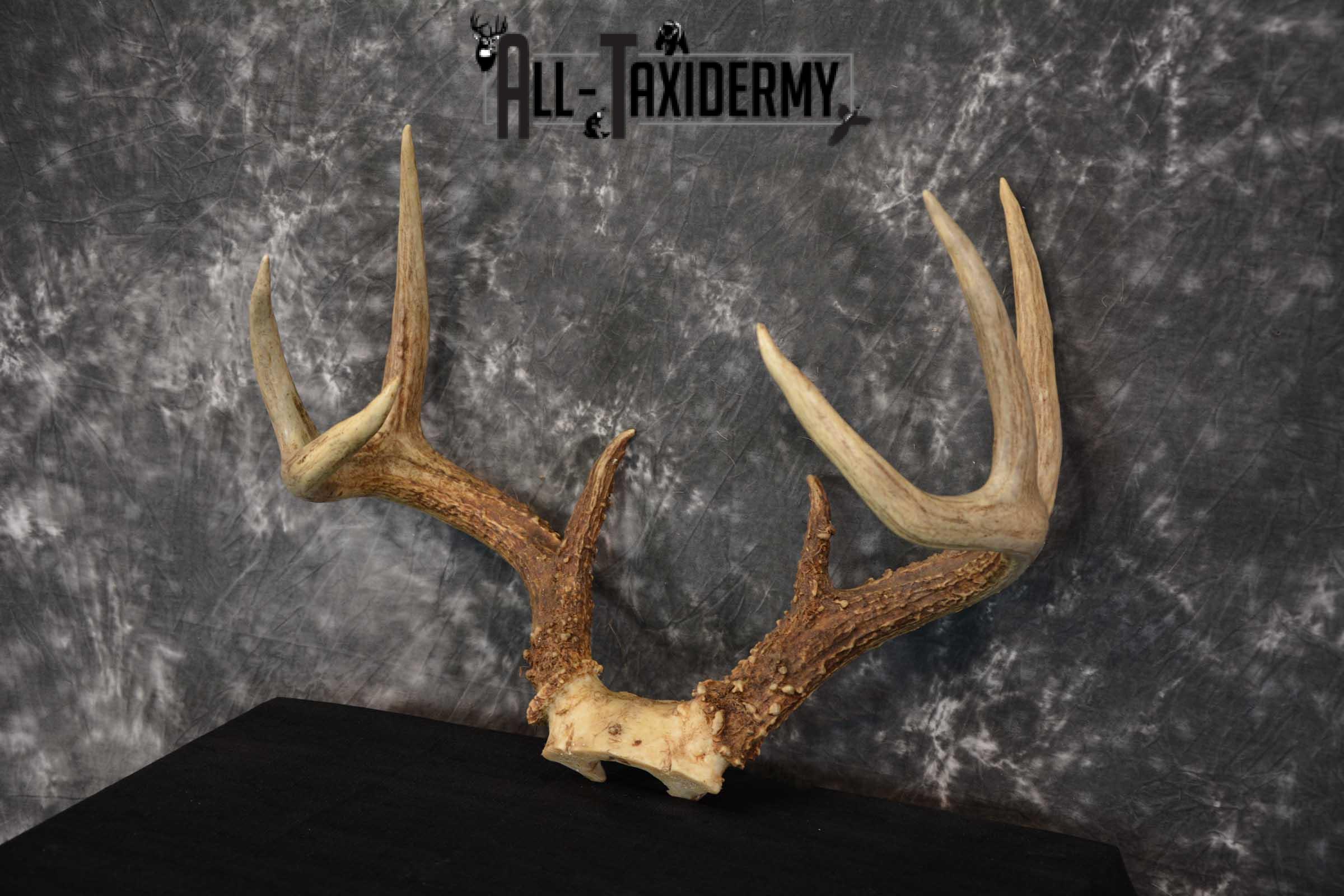 Whitetail Deer Antler Skull Cap Taxidermy SKU 1535.1 - Image 5