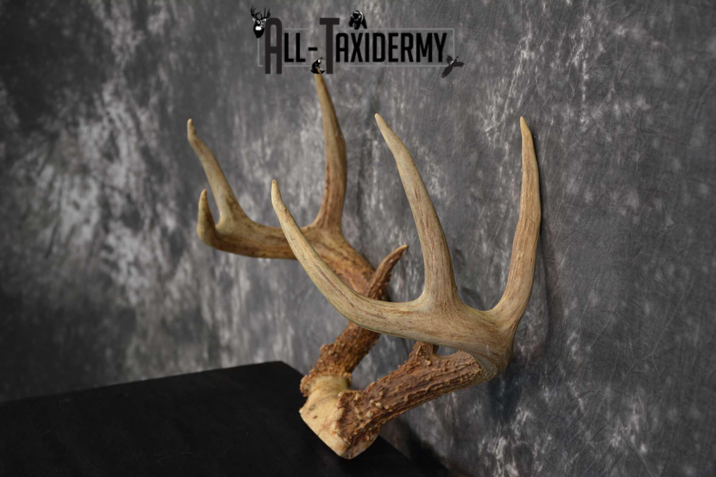 Whitetail Deer Antler Skull Cap Taxidermy SKU 1535.1 - Image 4