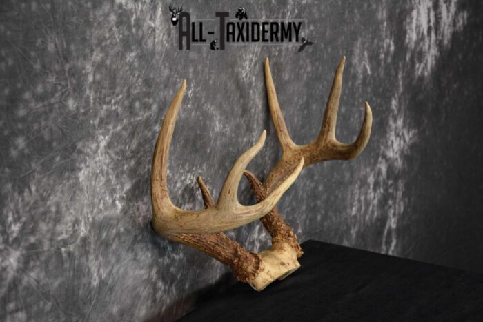 Whitetail Deer Antler Skull Cap Taxidermy SKU 1535.1