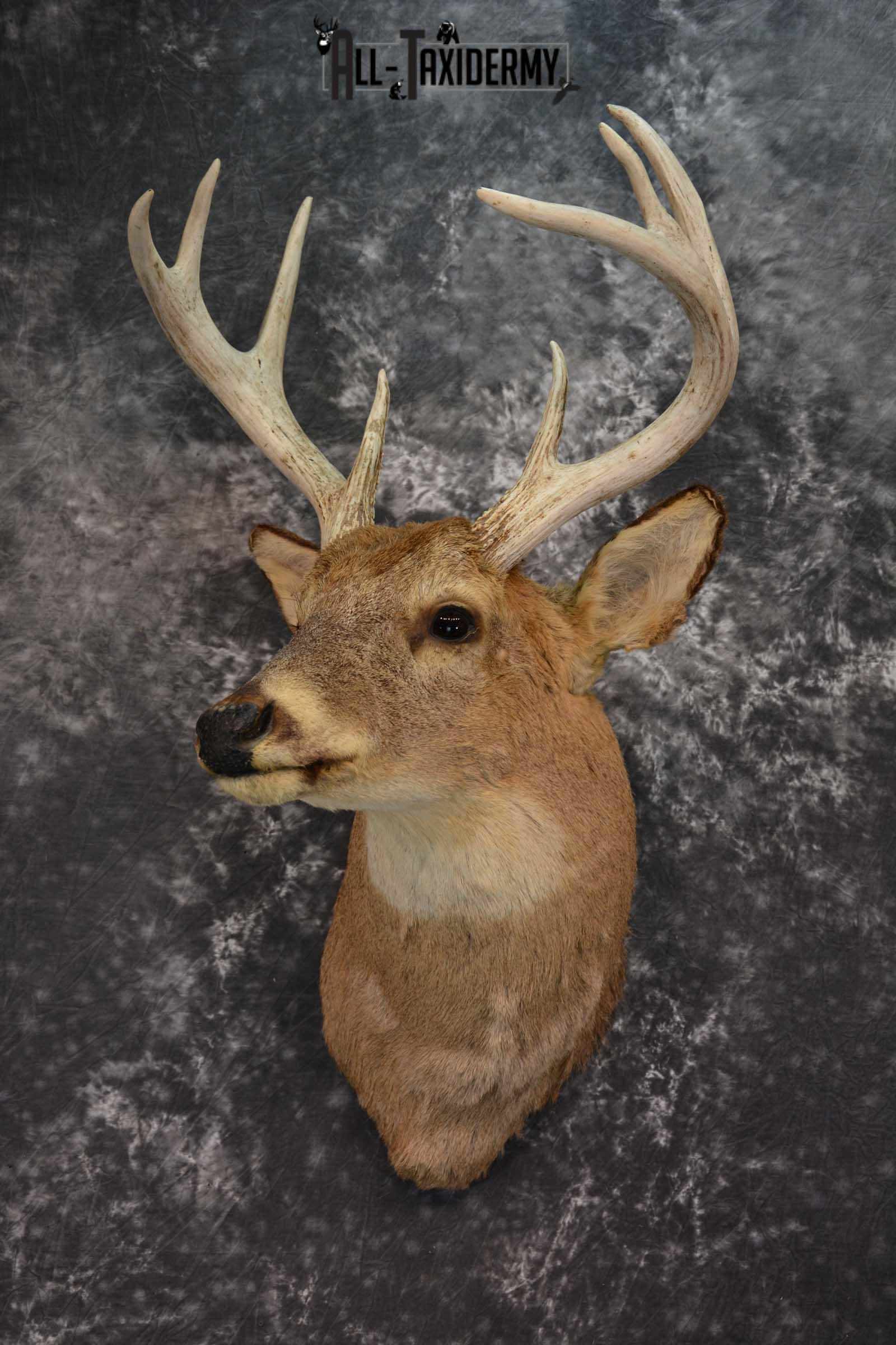 Head - All Taxidermy