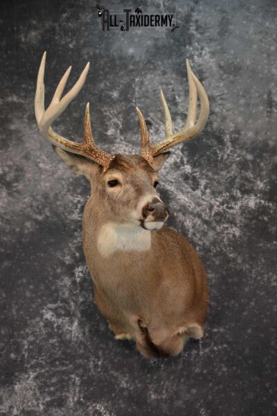 Whitetail Deer Taxidermy Shoulder Mount SKU 1538